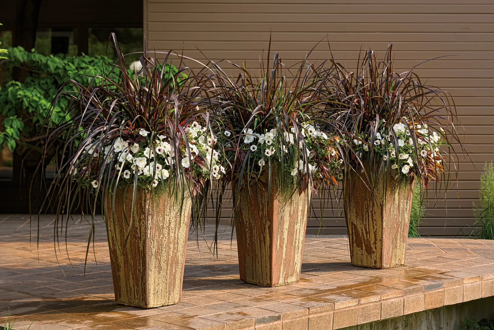 Red Hawk™ II Ornamental Sweet Potato Vine (Ipomoea) — it works beautifully as a warm-toned annual groundcover; it is grown as an annual in most, image 71