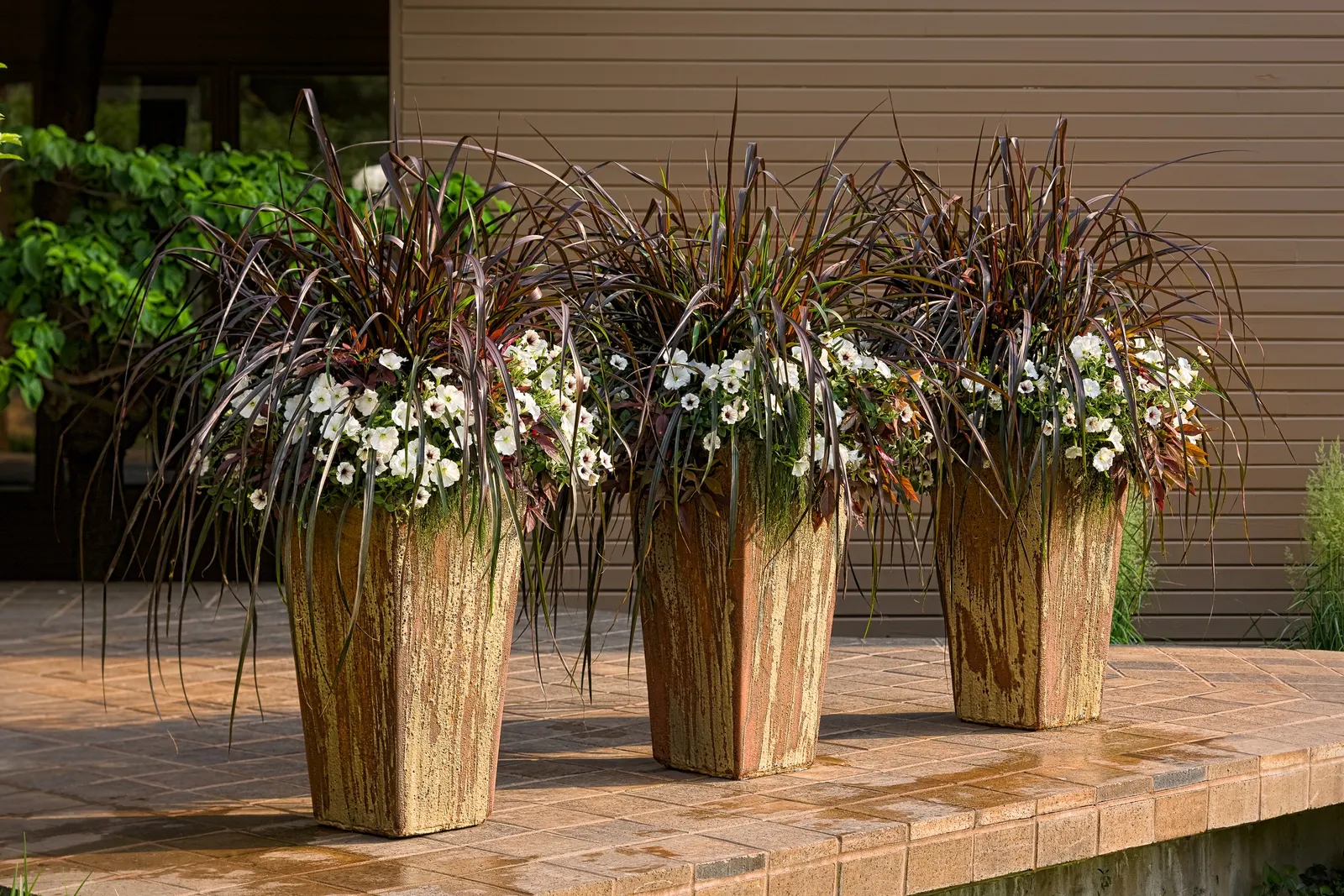 Red Hawk™ II Ornamental Sweet Potato Vine (Ipomoea) — weaving through mass plantings or edging pathways with bold foliage texture; cascading over, image 72