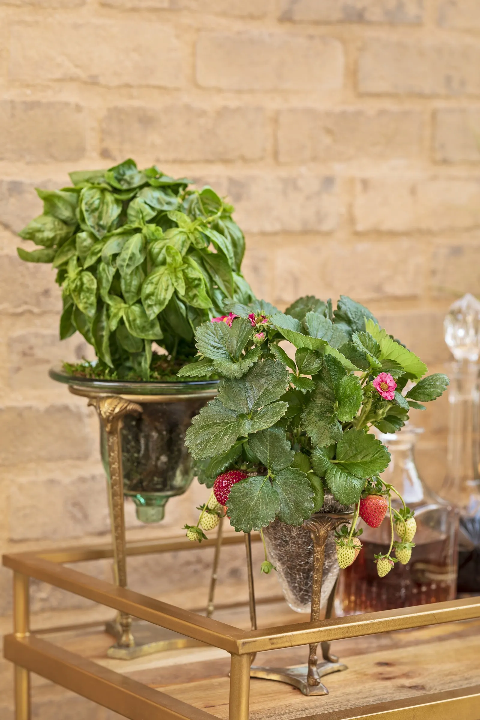 Amazel Basil® Sweet Italian Basil (Ocimum basilicum) — and immediately evocative of summer cooking