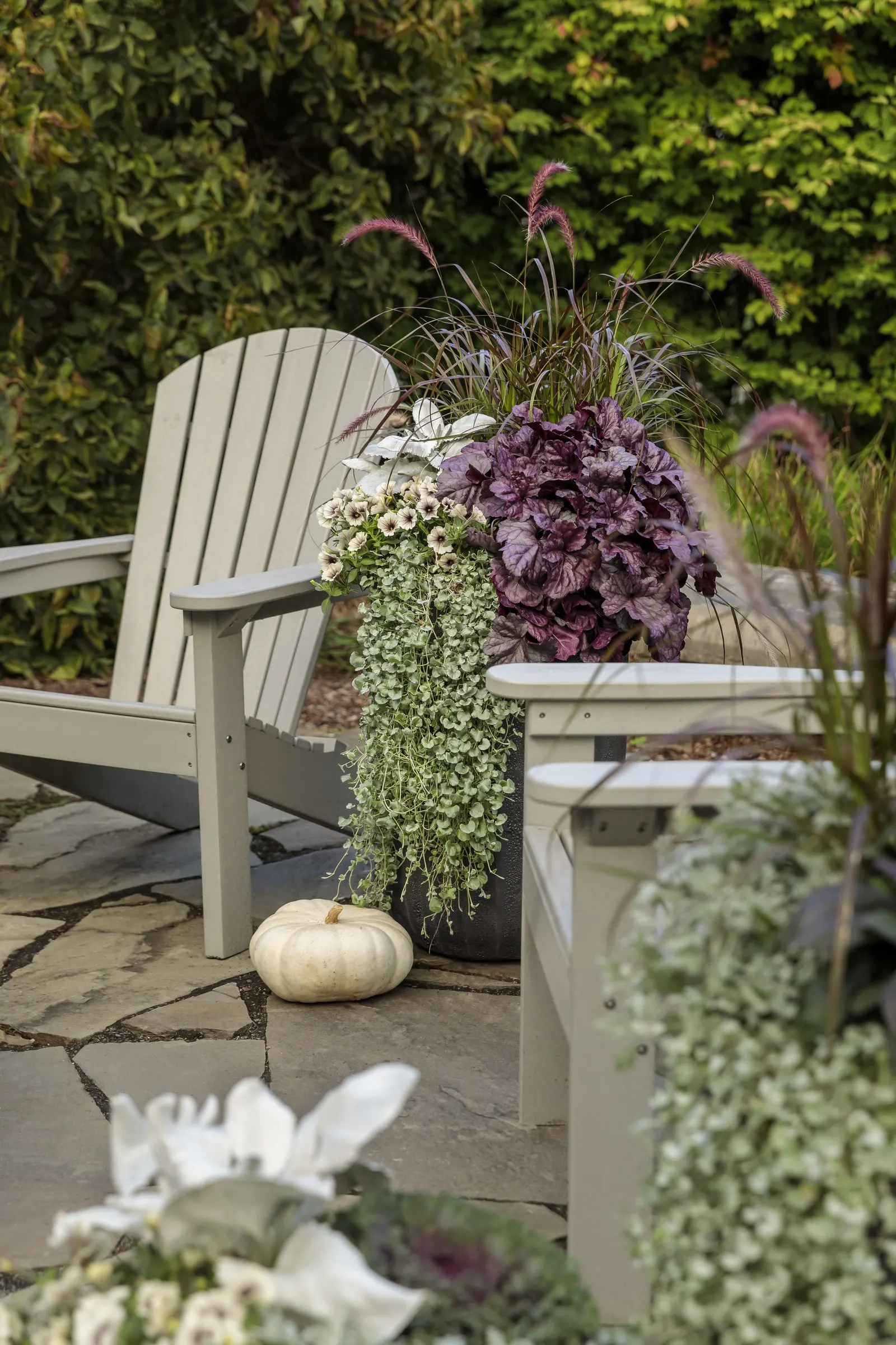 Silver Falls™ Dichondra (Dichondra argentea) — Maintenance is refreshingly simple: no deadheading is needed; commonly referred to as Silver Falls™ Dichondra