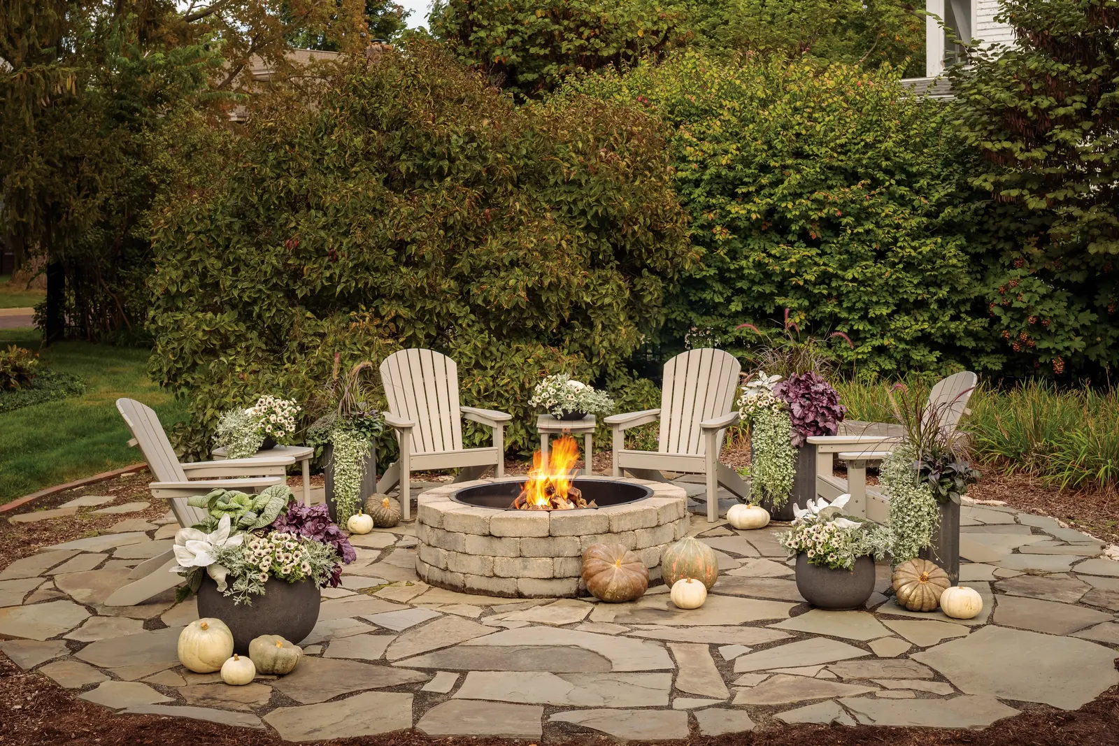 'Wildberry' Coral Bells (Heuchera hybrid) — Proven Winners - Dolce® 'Wildberry' - Coral Bells - Heuchera hybrid white plant details; dolce, image 23