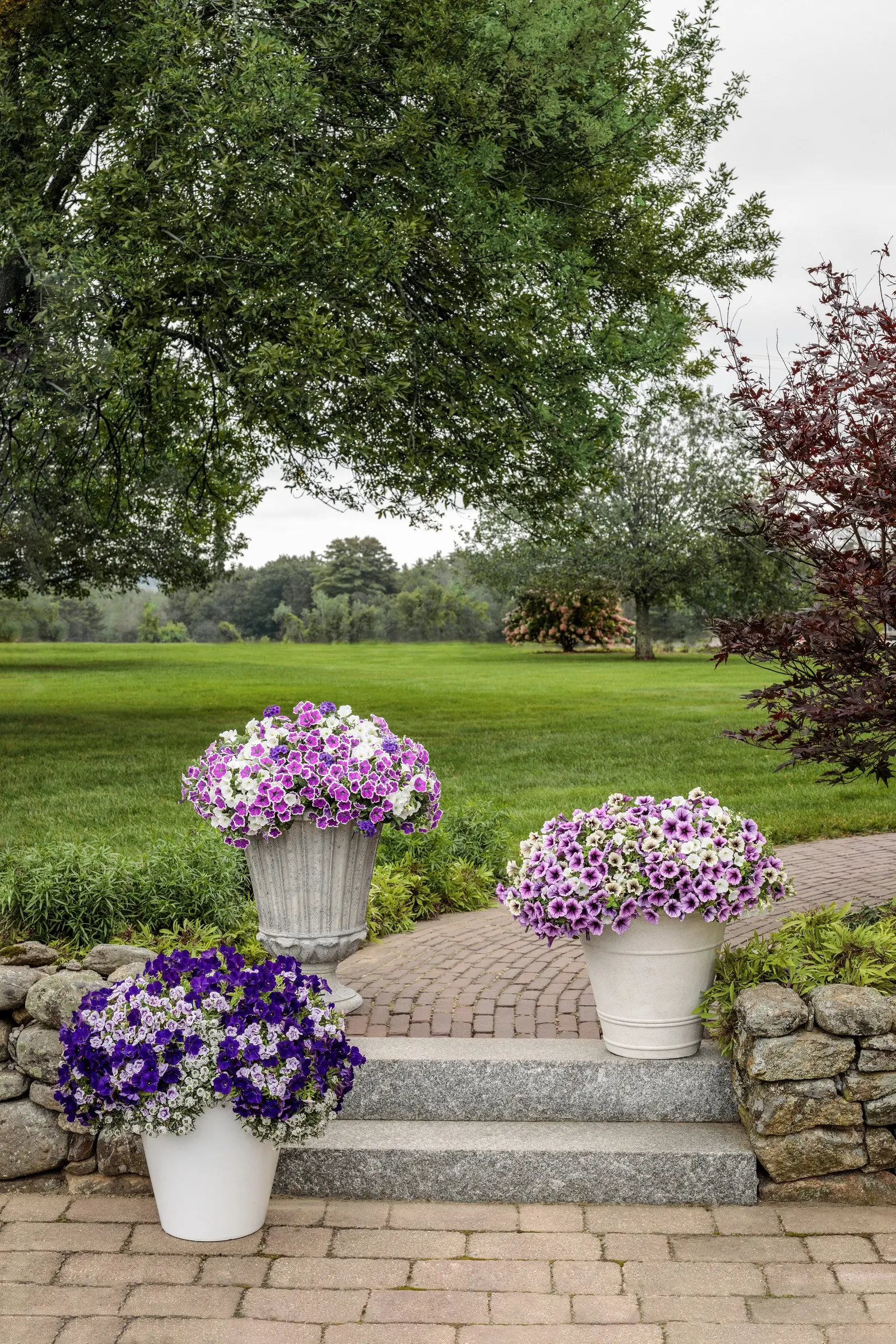 Cobalt™ Verbena — It grows 6-12 inches tall and spreads 18-30 inches, making a lush spiller or low groundcover