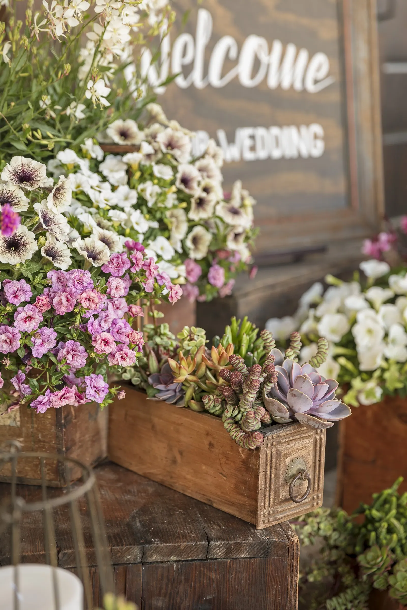 White Butterfly Flower (Gaura Lindheimeri 'Stratosphere White') — Its low-maintenance disposition is perfect for a busy client; the White Butterfly, image 95