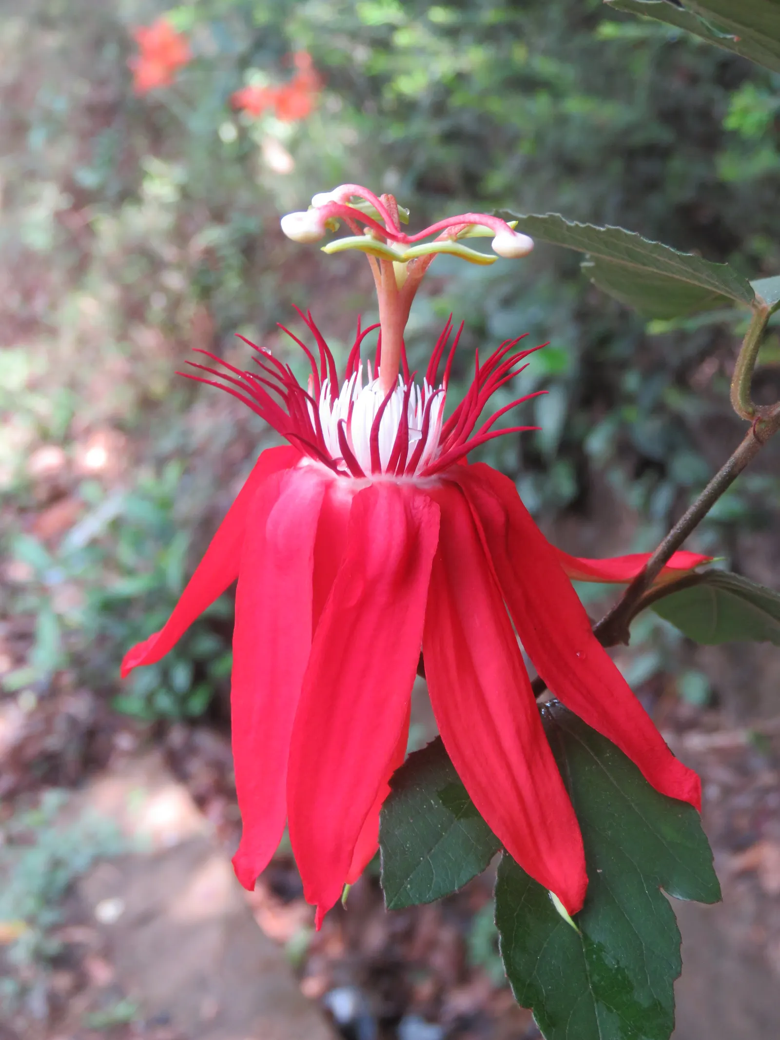 Crimson Passion Flower (Passiflora Vitifolia) — ovate leaves that grow up to 6 inches long; enhancing your garden's ecological diversity