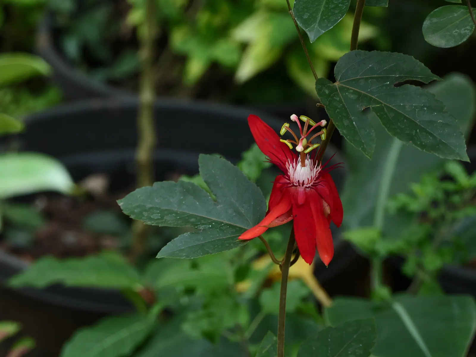 Crimson Passion Flower (Passiflora Vitifolia) — This plant offers breathtaking beauty and a touch of the tropics that will undoubtedly captivate any onlooker