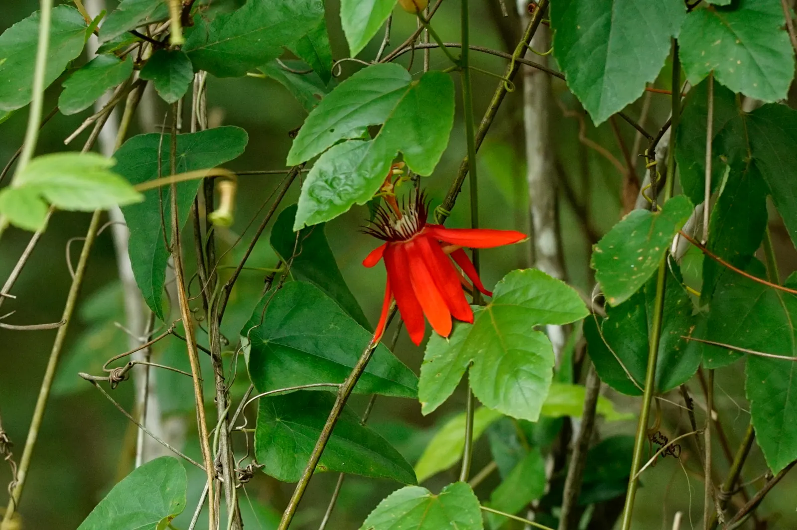 Crimson Passion Flower (Passiflora Vitifolia) — The Crimson Passion Flower, Passiflora vitifolia, graces landscapes with vivid red petals and, image 82