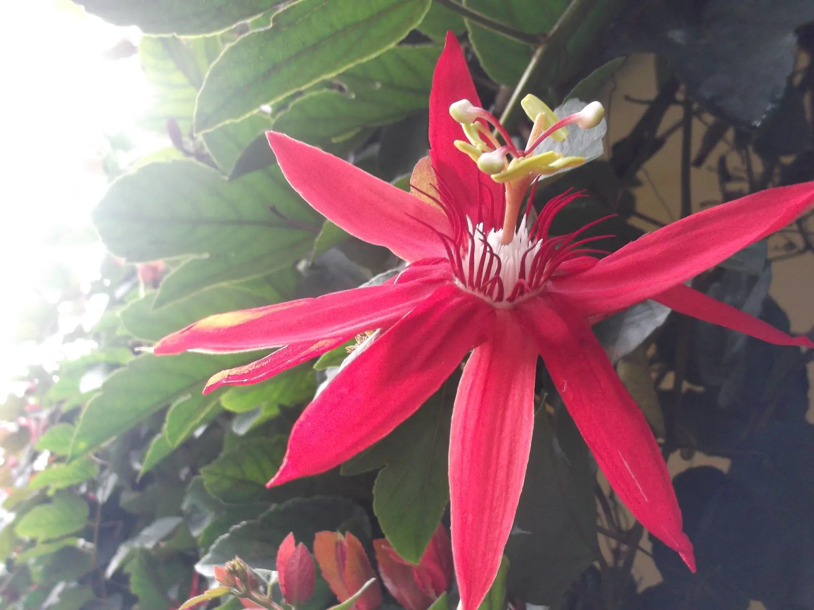 Crimson Passion Flower (Passiflora Vitifolia) — enhancing your garden's ecological diversity; this climbing vine, reaching lengths up to 20 feet, is ideal for