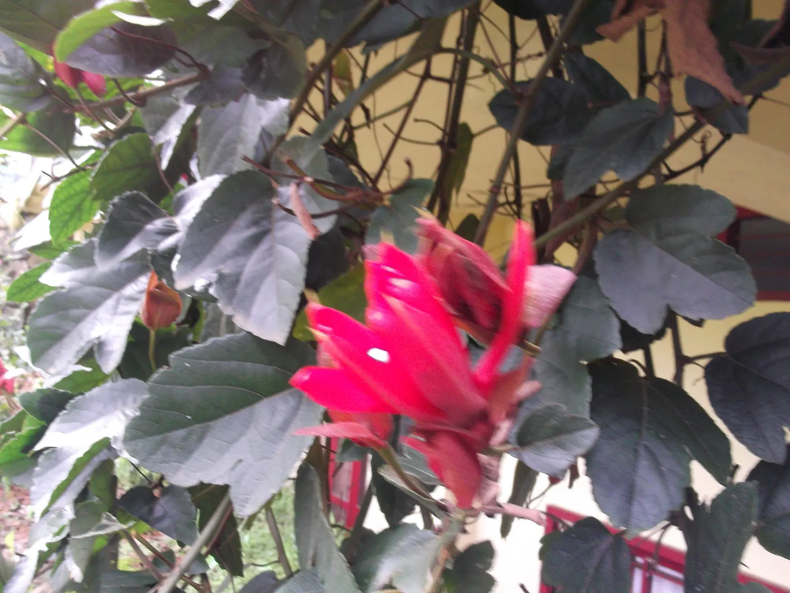 Crimson Passion Flower (Passiflora Vitifolia) — including the longwing butterflies