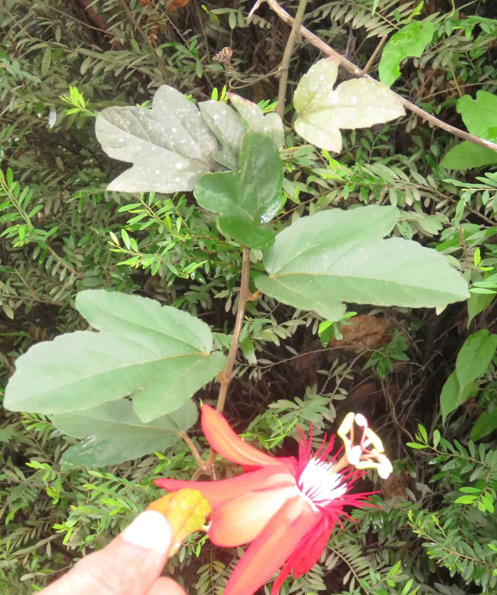 Crimson Passion Flower (Passiflora Vitifolia) — potentially reaching heights of 15 to 20 feet and spreads of 6 to 8 feet; the Crimson Passion Flower, image 70