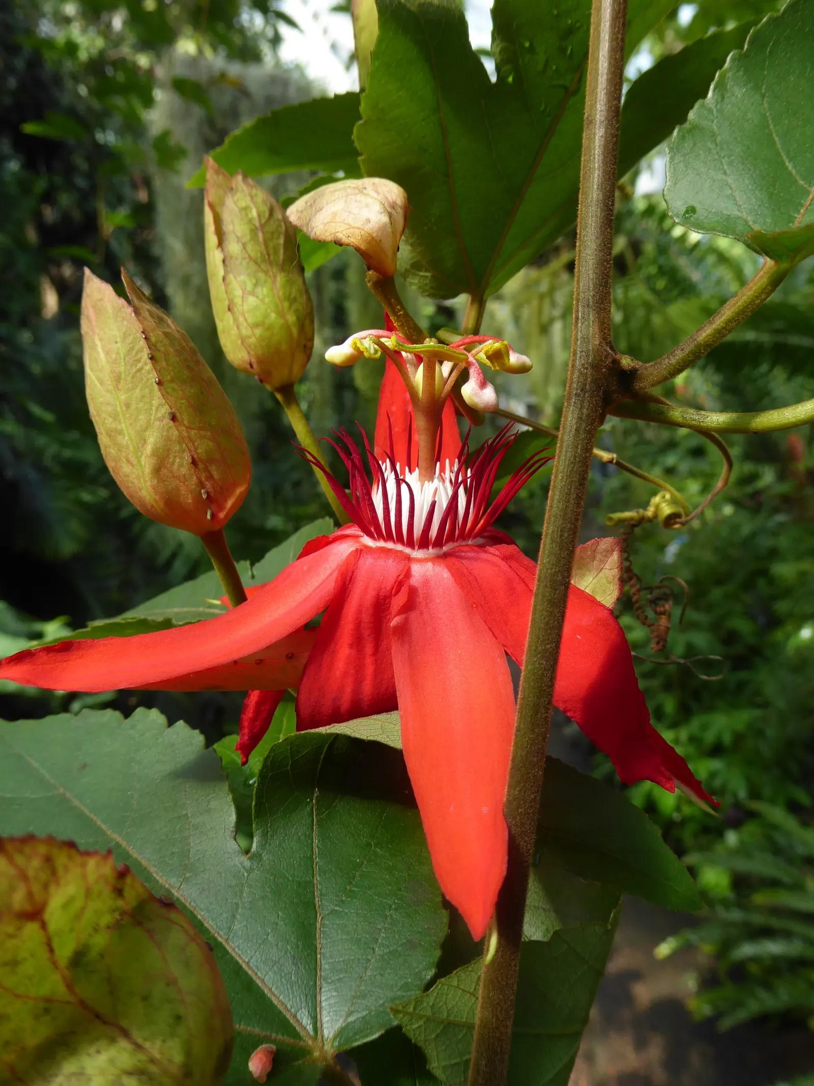 Crimson Passion Flower (Passiflora Vitifolia) — the Crimson Passion Flower is a host plant for various butterfly species; it requires a supportive structure