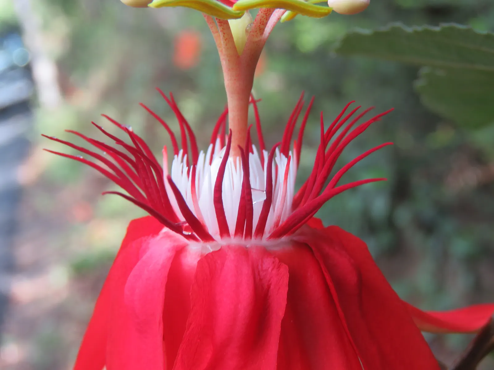 Crimson Passion Flower (Passiflora Vitifolia) — is an exotic and vibrant climbing vine that brings a tropical flair to any landscape; including the, image 88