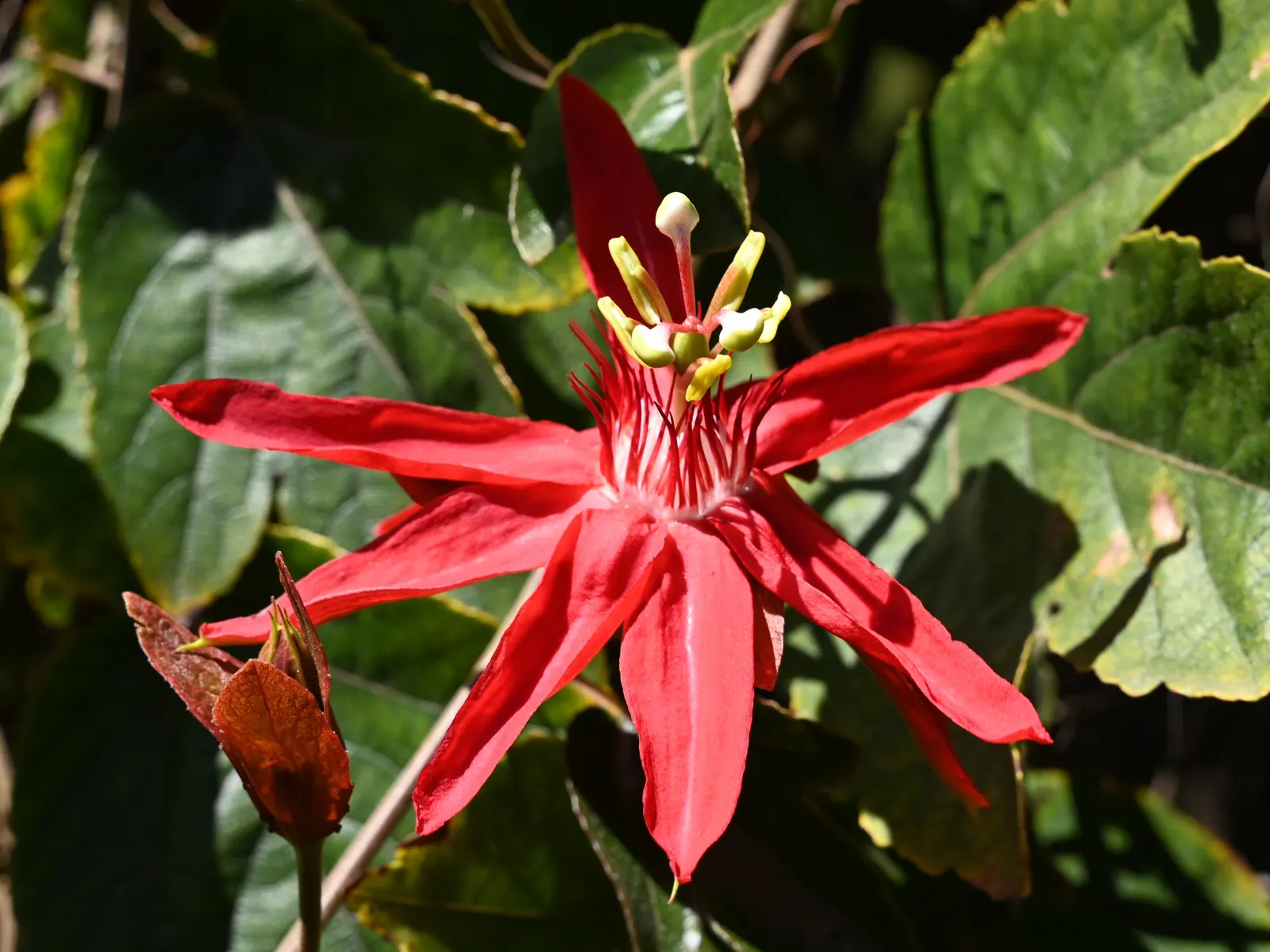 Crimson Passion Flower (Passiflora Vitifolia) — It thrives in USDA zones 10-11; red flowers in the garden, image 85