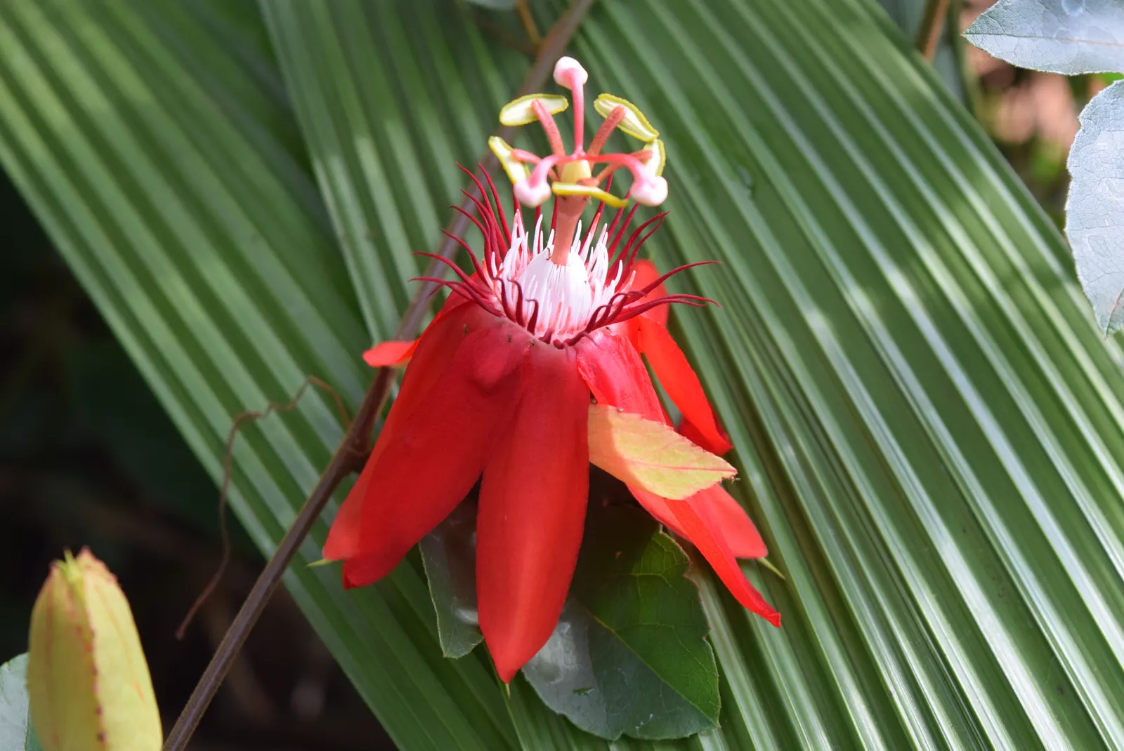Crimson Passion Flower (Passiflora Vitifolia) — ovate leaves that grow up to 6 inches long; enhancing your garden's ecological diversity, image 92