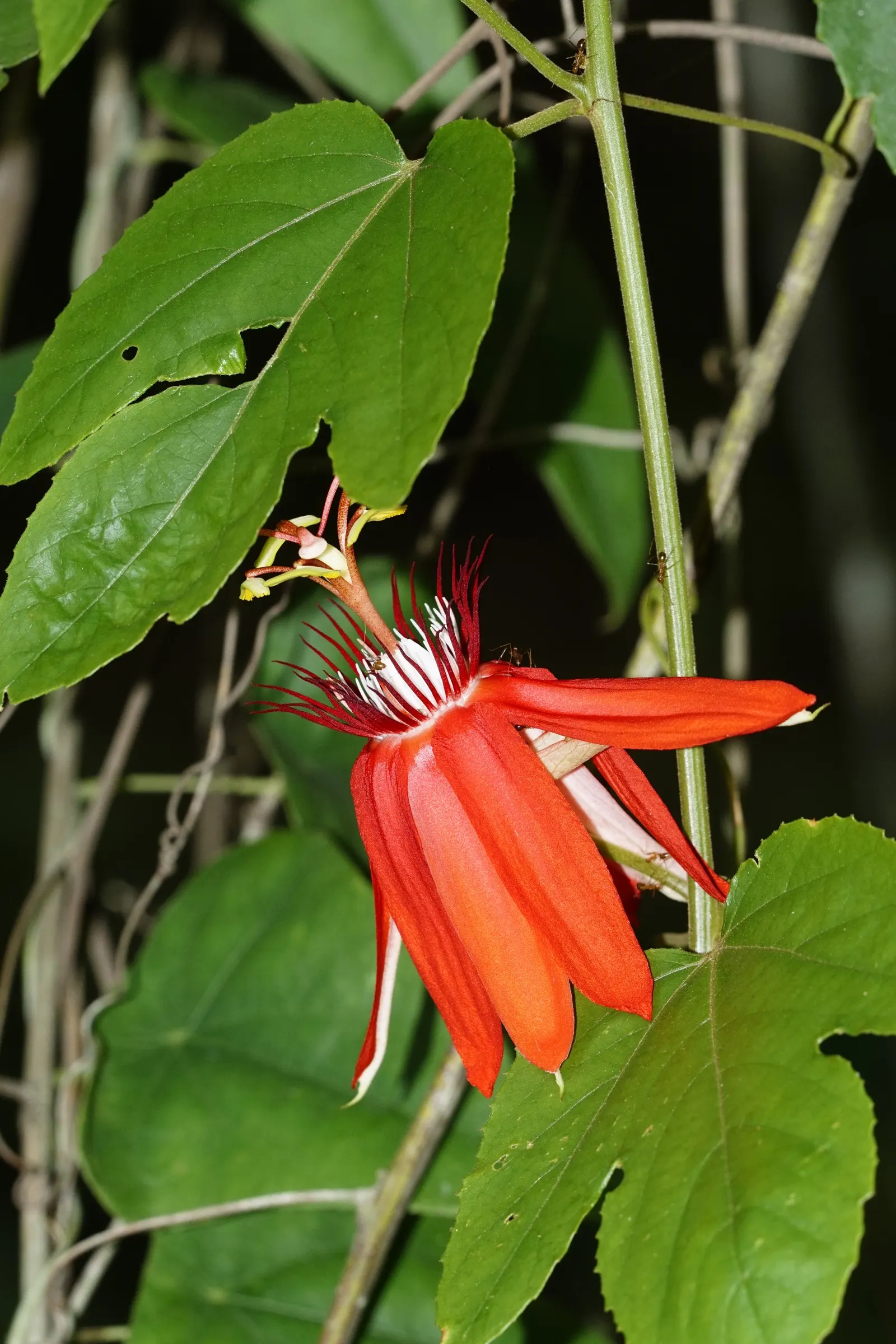 Crimson Passion Flower (Passiflora Vitifolia) — Native to Central and South America; vine with red blooms