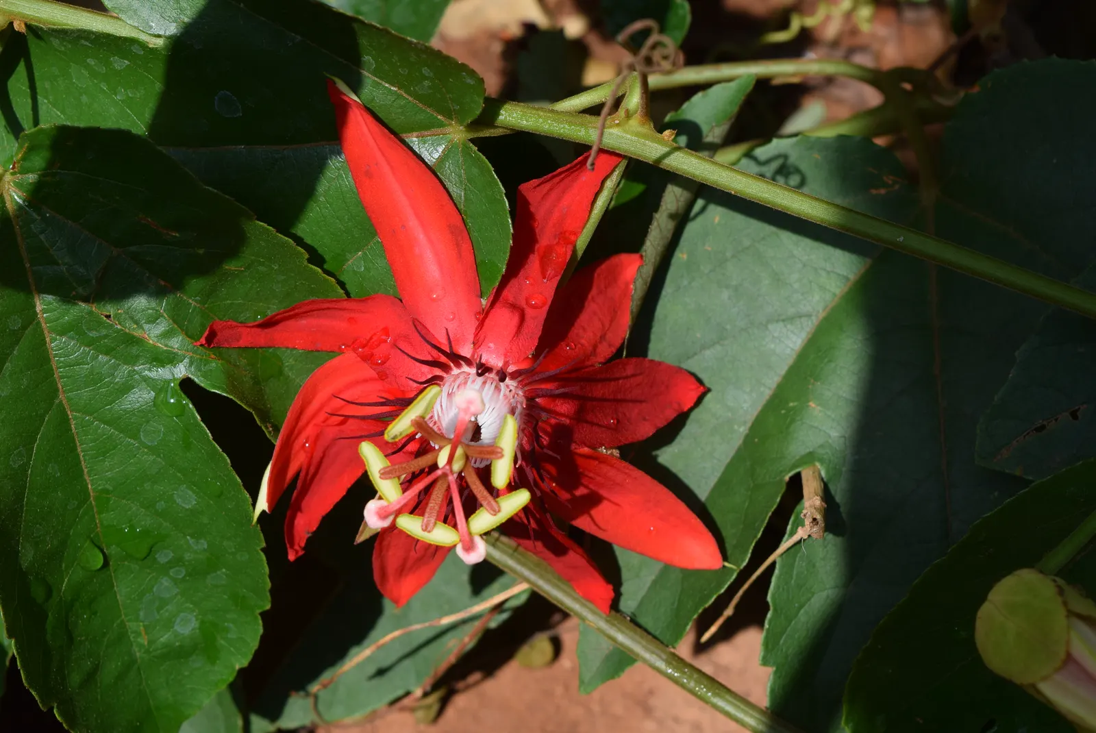Crimson Passion Flower (Passiflora Vitifolia) — The Crimson Passion Flower, Passiflora vitifolia, graces landscapes with vivid red petals and striking stamens