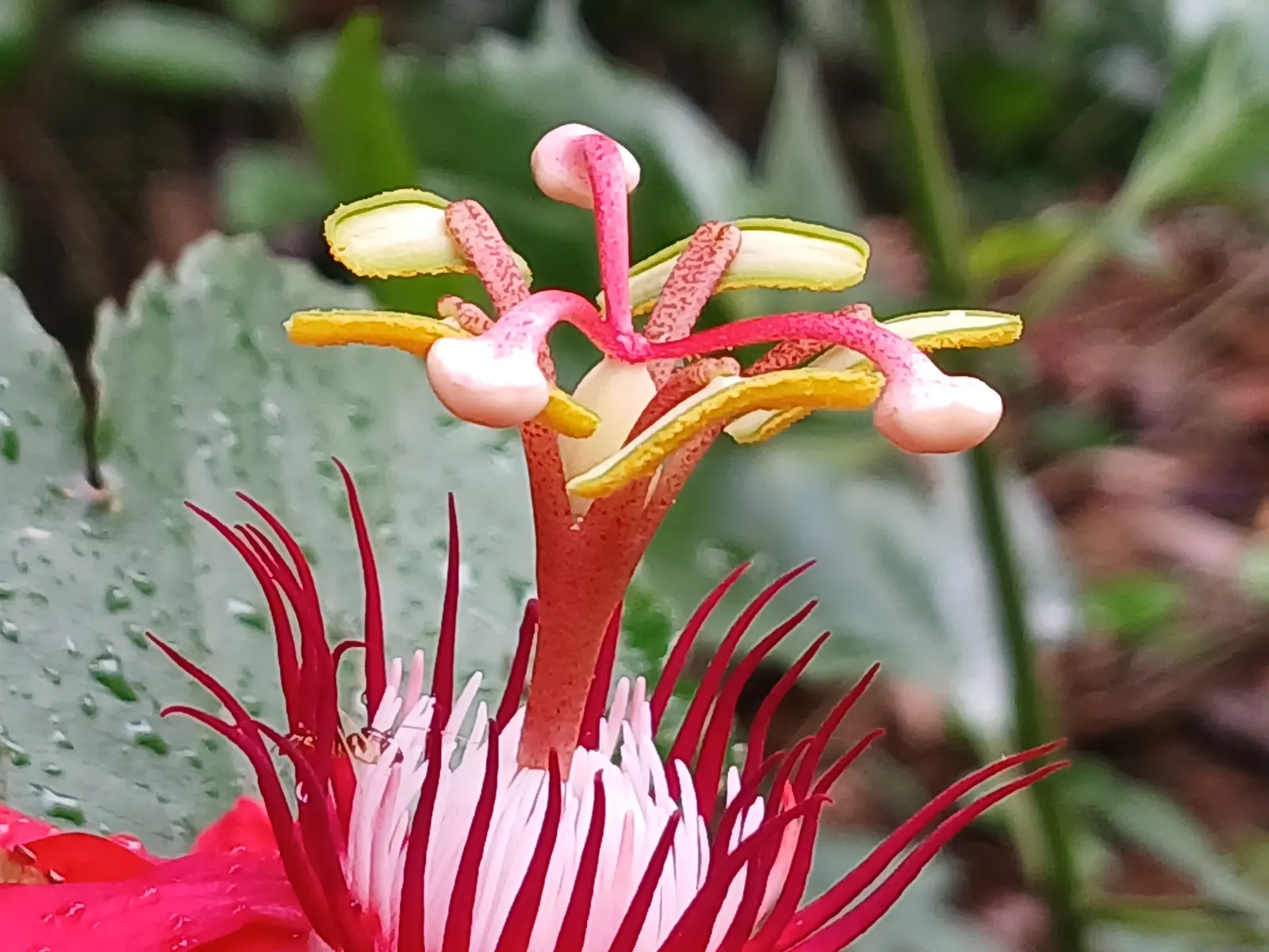 Crimson Passion Flower (Passiflora Vitifolia) — the Crimson Passion Flower is a host plant for various butterfly species; it requires a supportive, image 99