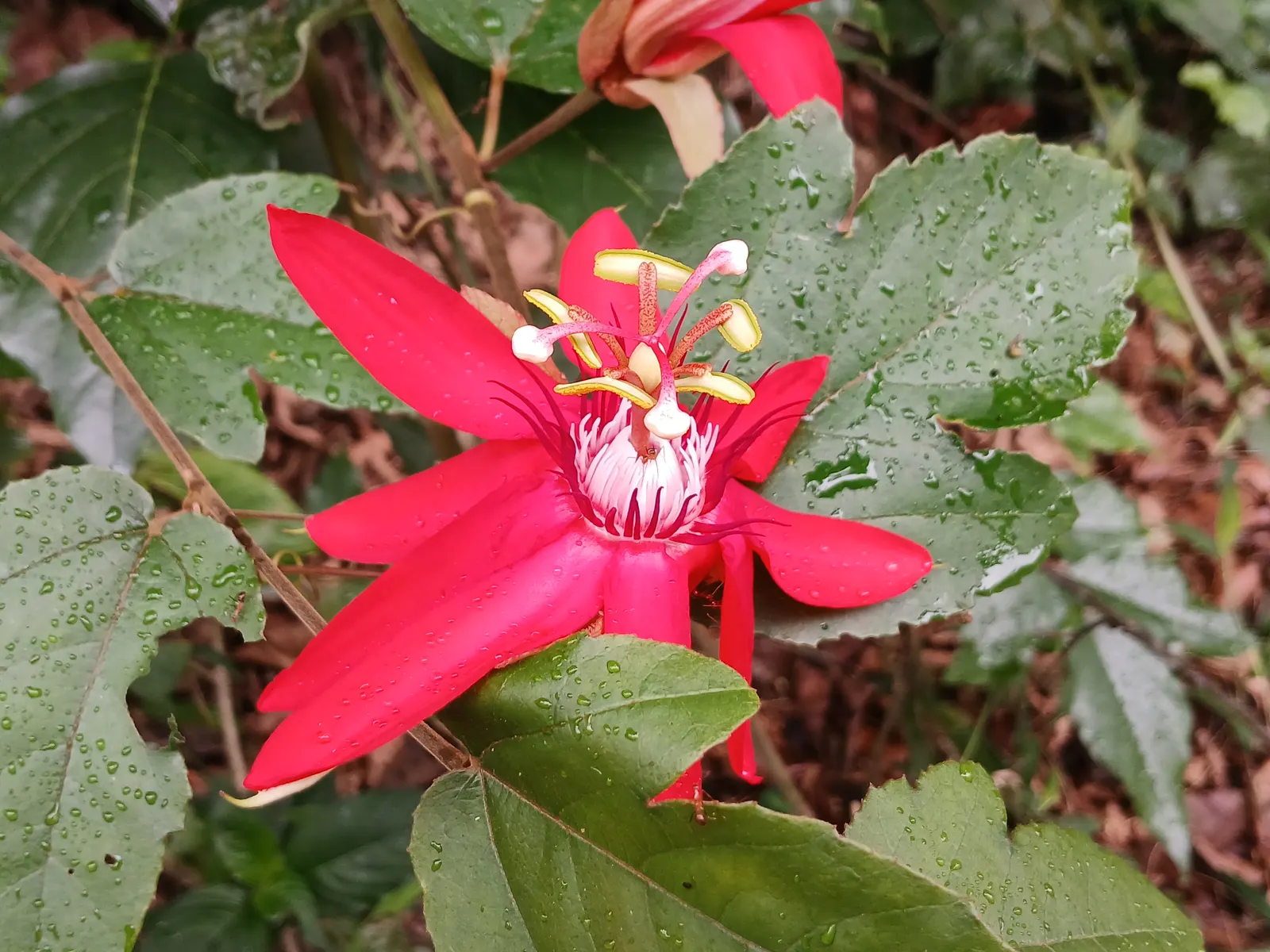Crimson Passion Flower (Passiflora Vitifolia) — potentially reaching heights of 15 to 20 feet and spreads of 6 to 8 feet; the Crimson Passion Flower, image 97