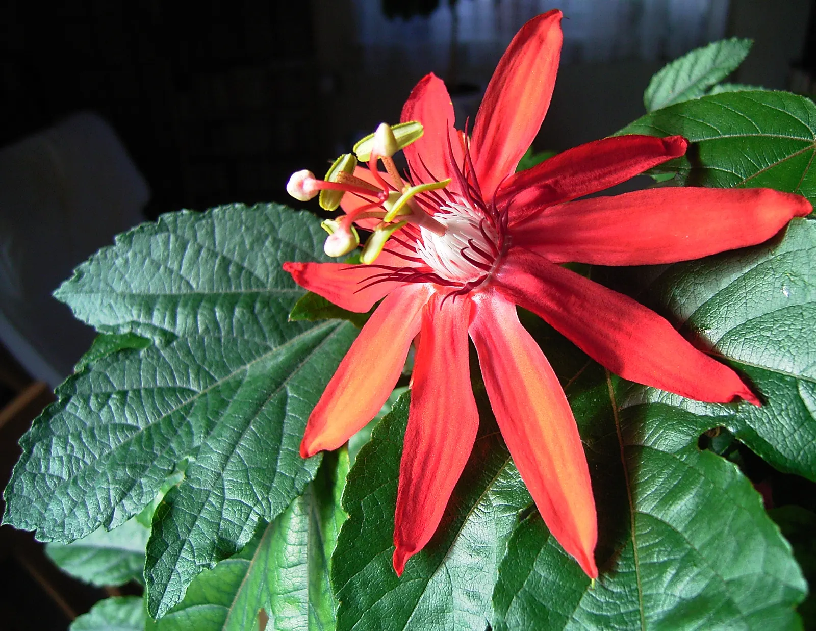 Crimson Passion Flower (Passiflora Vitifolia) — fragrant blooms up to 4 inches wide that attract hummingbirds and butterflies from summer to fall, image 32