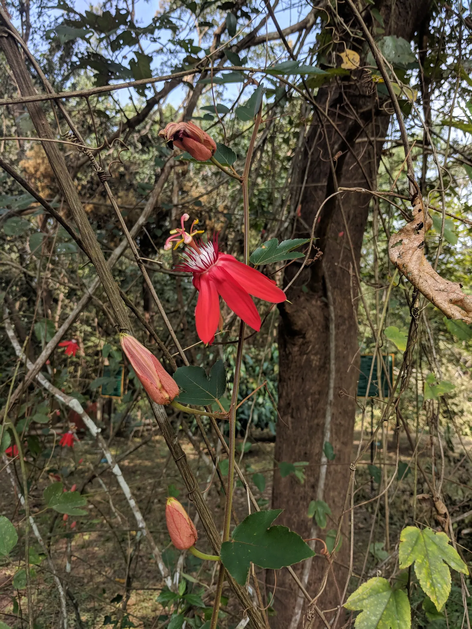 Crimson Passion Flower (Passiflora Vitifolia) — This climbing vine, reaching lengths up to 20 feet, is ideal for trellises or walls, flourishing in full sun