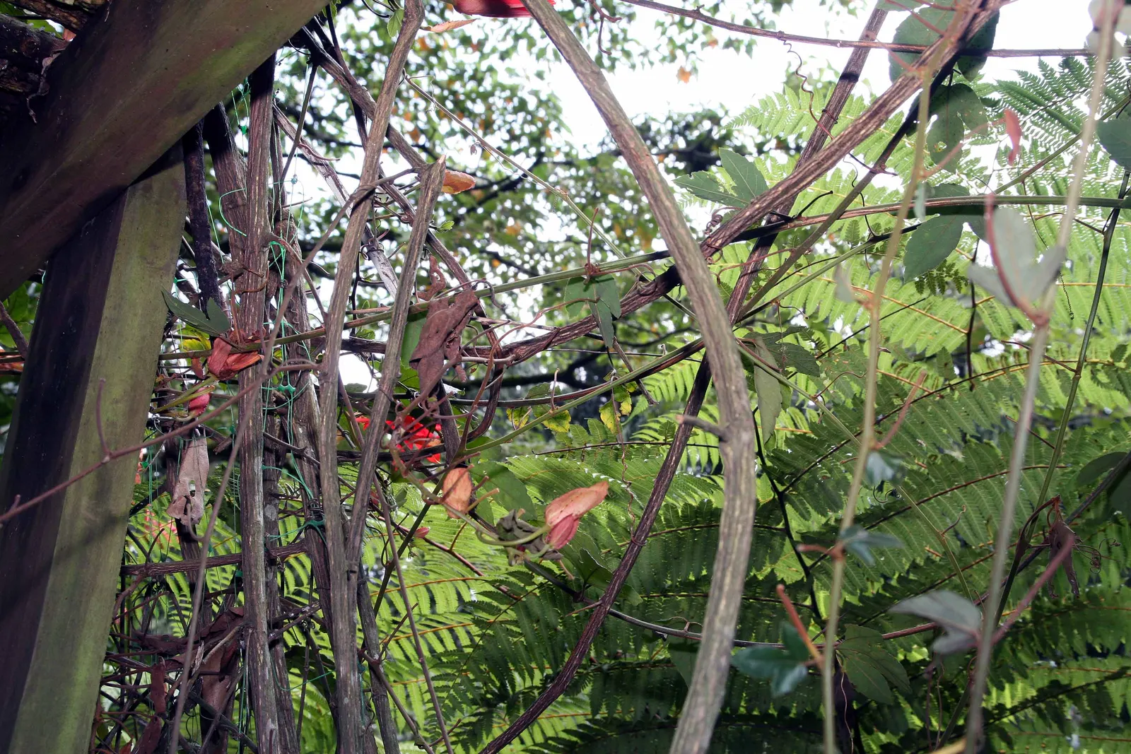 Crimson Passion Flower (Passiflora Vitifolia) — preferring full to partial sun exposure, image 41