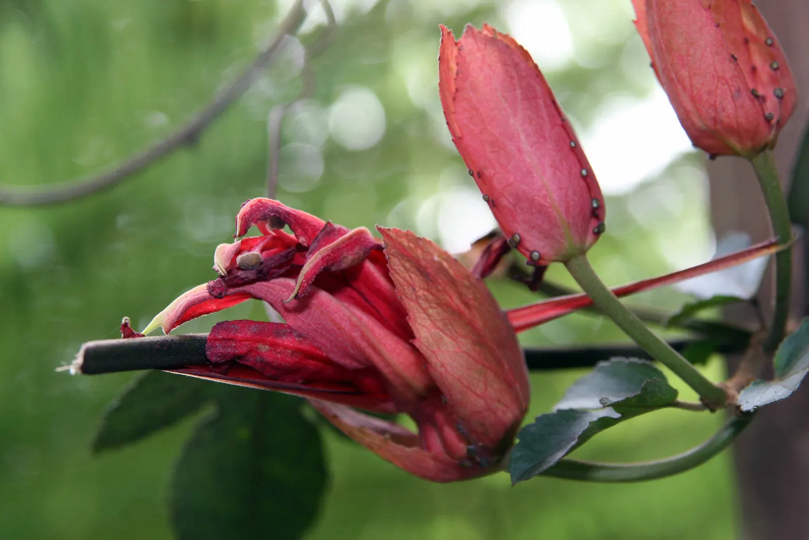 Crimson Passion Flower (Passiflora Vitifolia) — the Crimson Passion Flower thrives in USDA zones 10 through 12