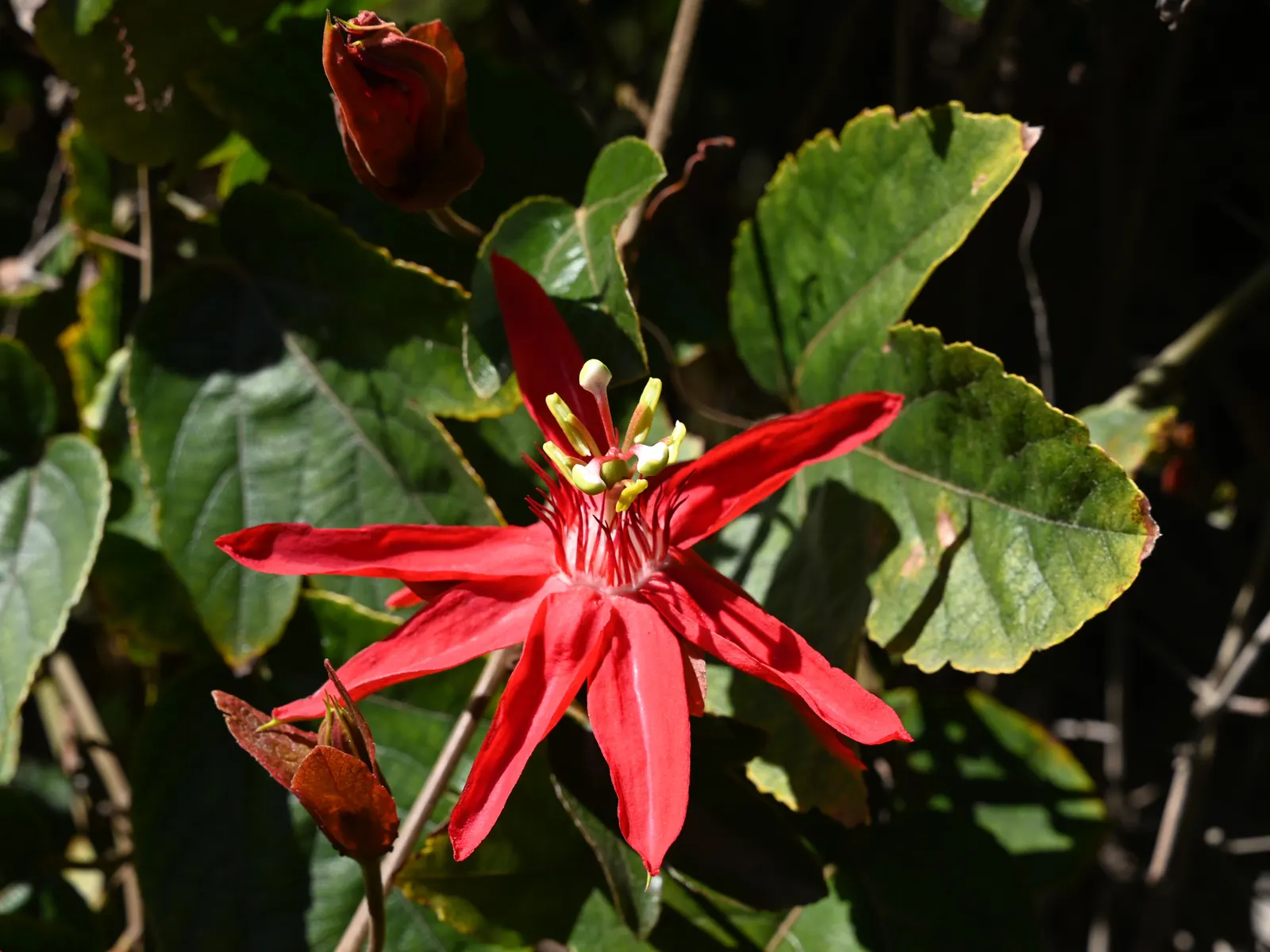 Crimson Passion Flower (Passiflora Vitifolia) — vine for full; this plant offers breathtaking beauty and a touch of the tropics that will, image 81