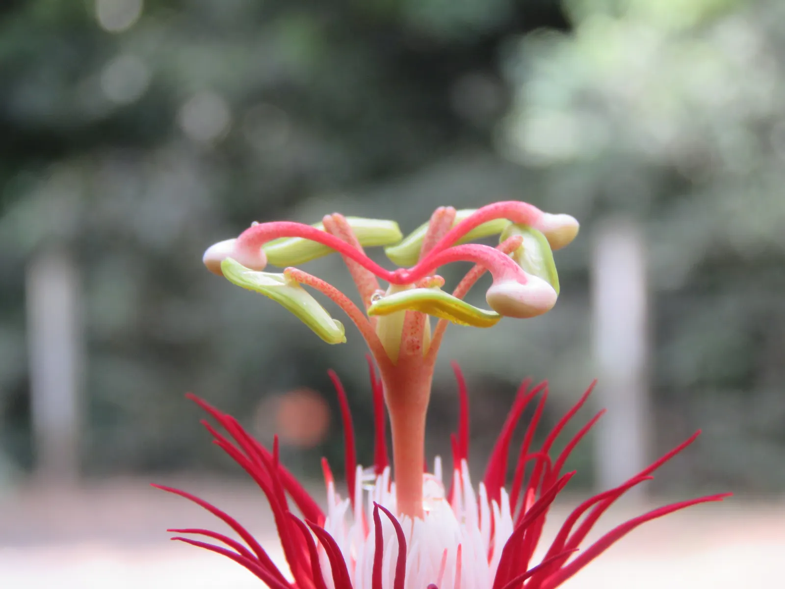 Crimson Passion Flower (Passiflora Vitifolia) — red flowers in the garden