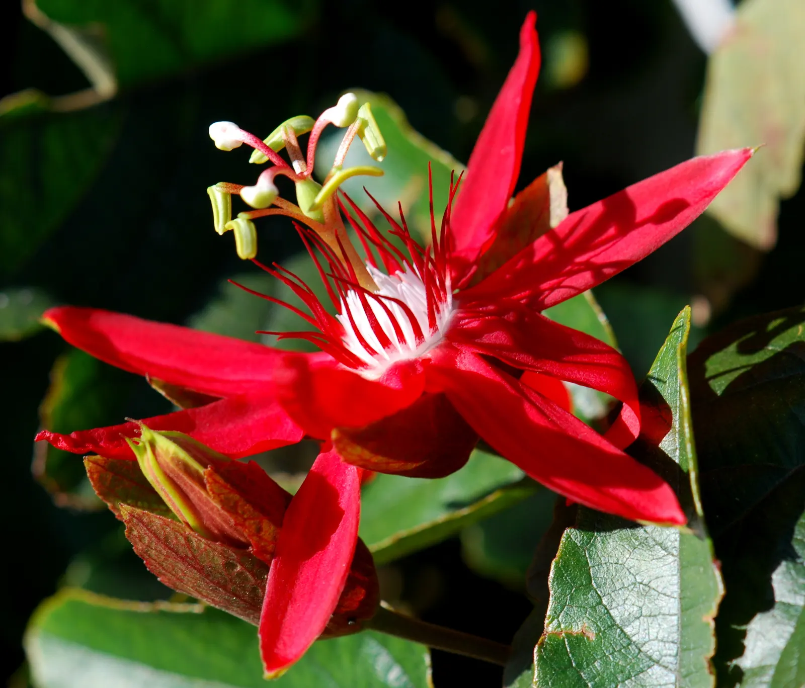 Crimson Passion Flower (Passiflora Vitifolia) — preferring full to partial sun exposure