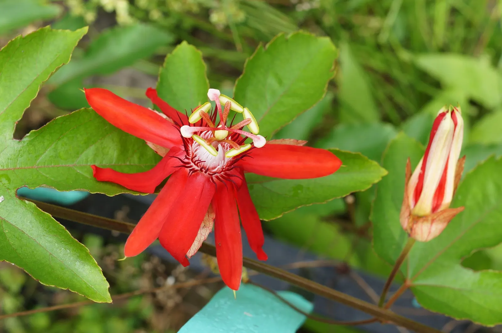 Crimson Passion Flower (Passiflora Vitifolia) — It requires a supportive structure like a trellis or fence to showcase its climbing habit; it's, image 96