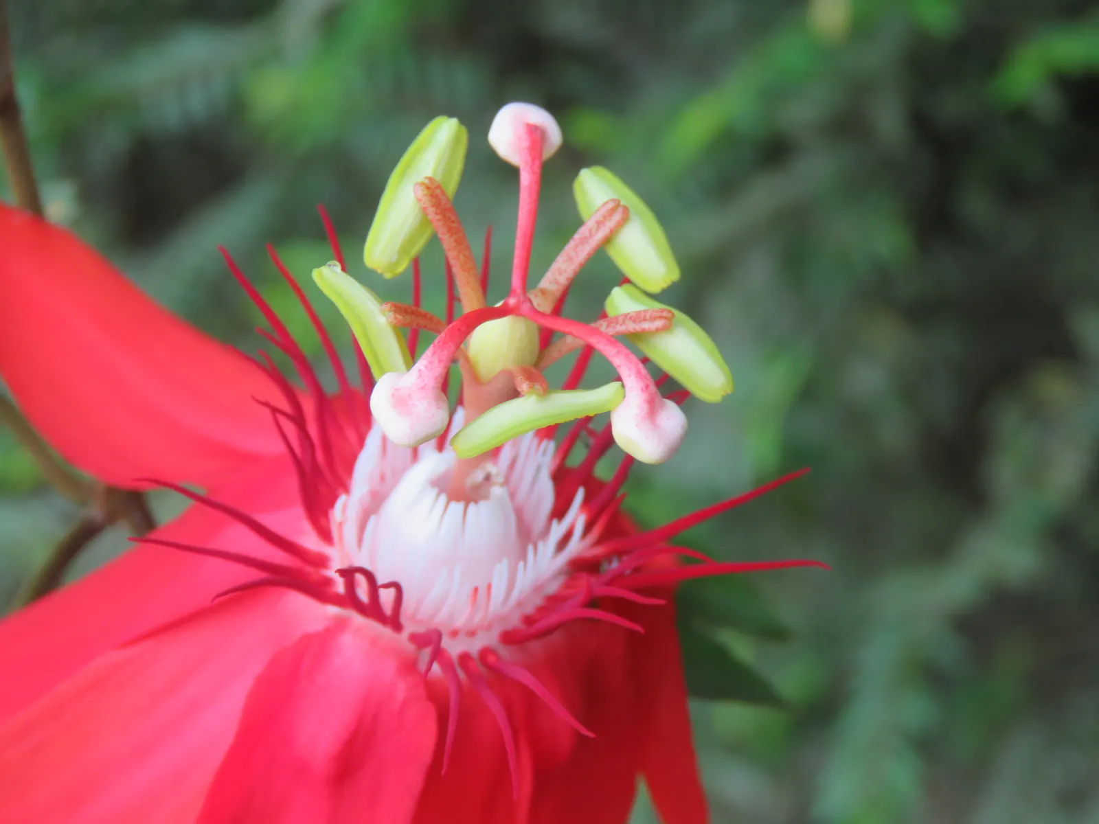 Crimson Passion Flower (Passiflora Vitifolia) — It's also moderately salt-tolerant