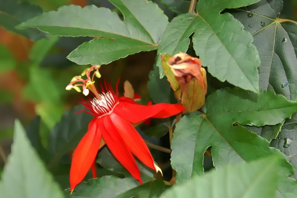 Crimson Passion Flower (Passiflora Vitifolia) — vine for full