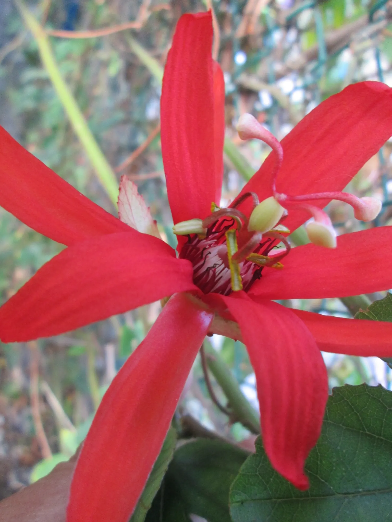 Crimson Passion Flower (Passiflora Vitifolia) — preferring full to partial sun exposure, image 68