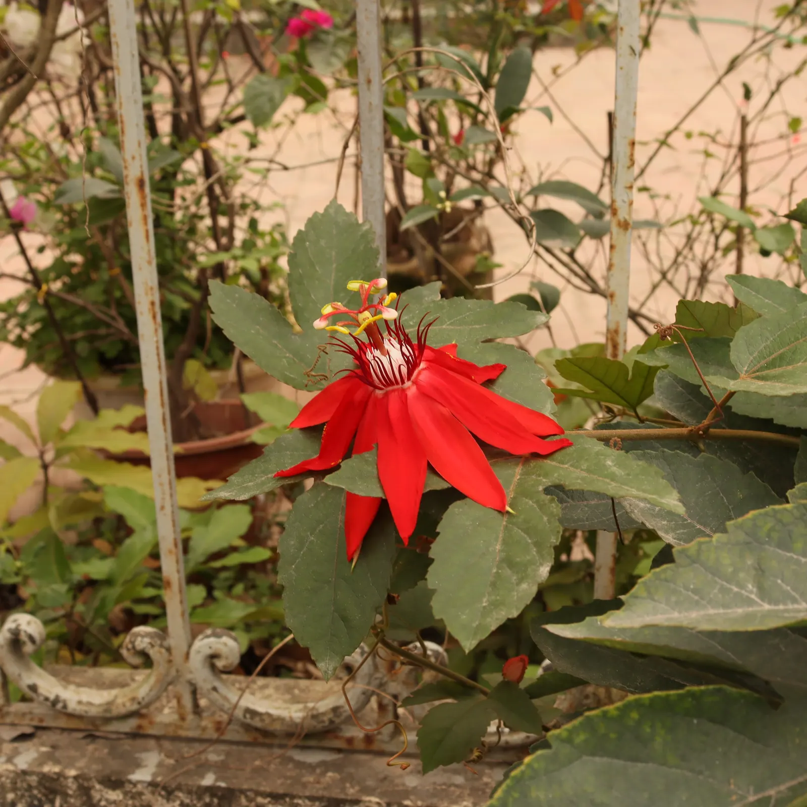 Crimson Passion Flower (Passiflora Vitifolia) — the Crimson Passion Flower thrives in USDA zones 10 through 12; is an exotic and vibrant climbing vine that