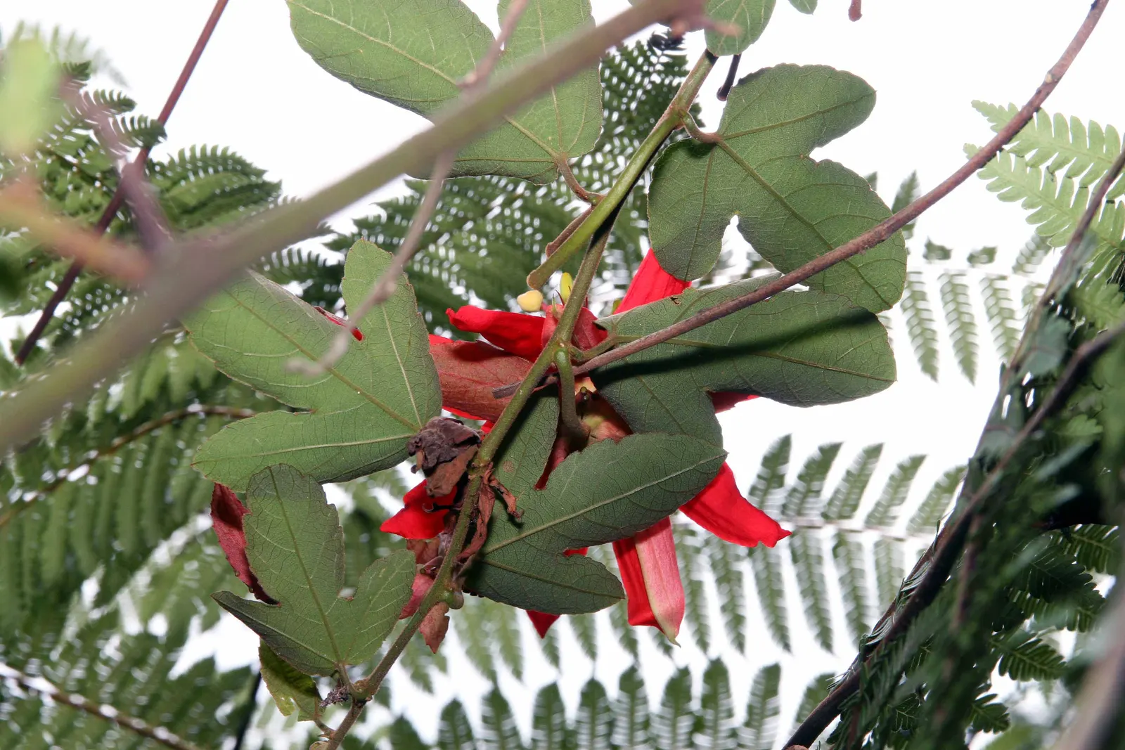 Crimson Passion Flower (Passiflora Vitifolia) — enhancing your garden's ecological diversity; this climbing vine, reaching lengths up to 20 feet, image 74