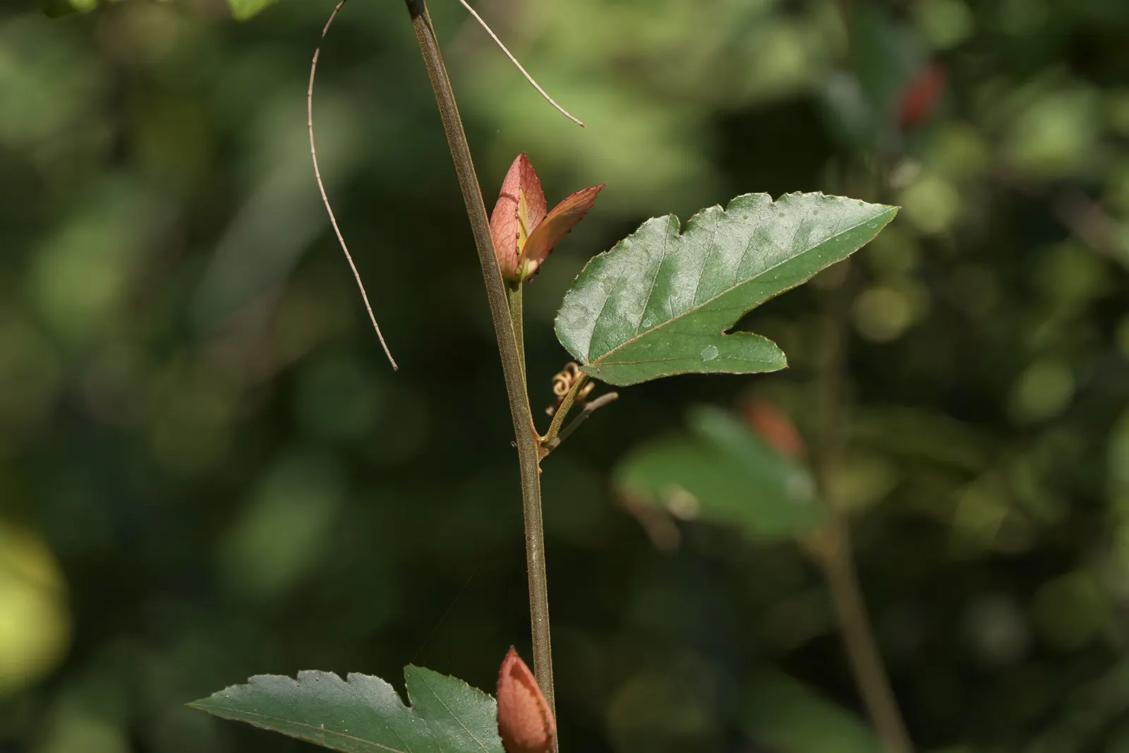 Crimson Passion Flower (Passiflora Vitifolia) — including the longwing butterflies; consider its rapid growth and maintenance needs