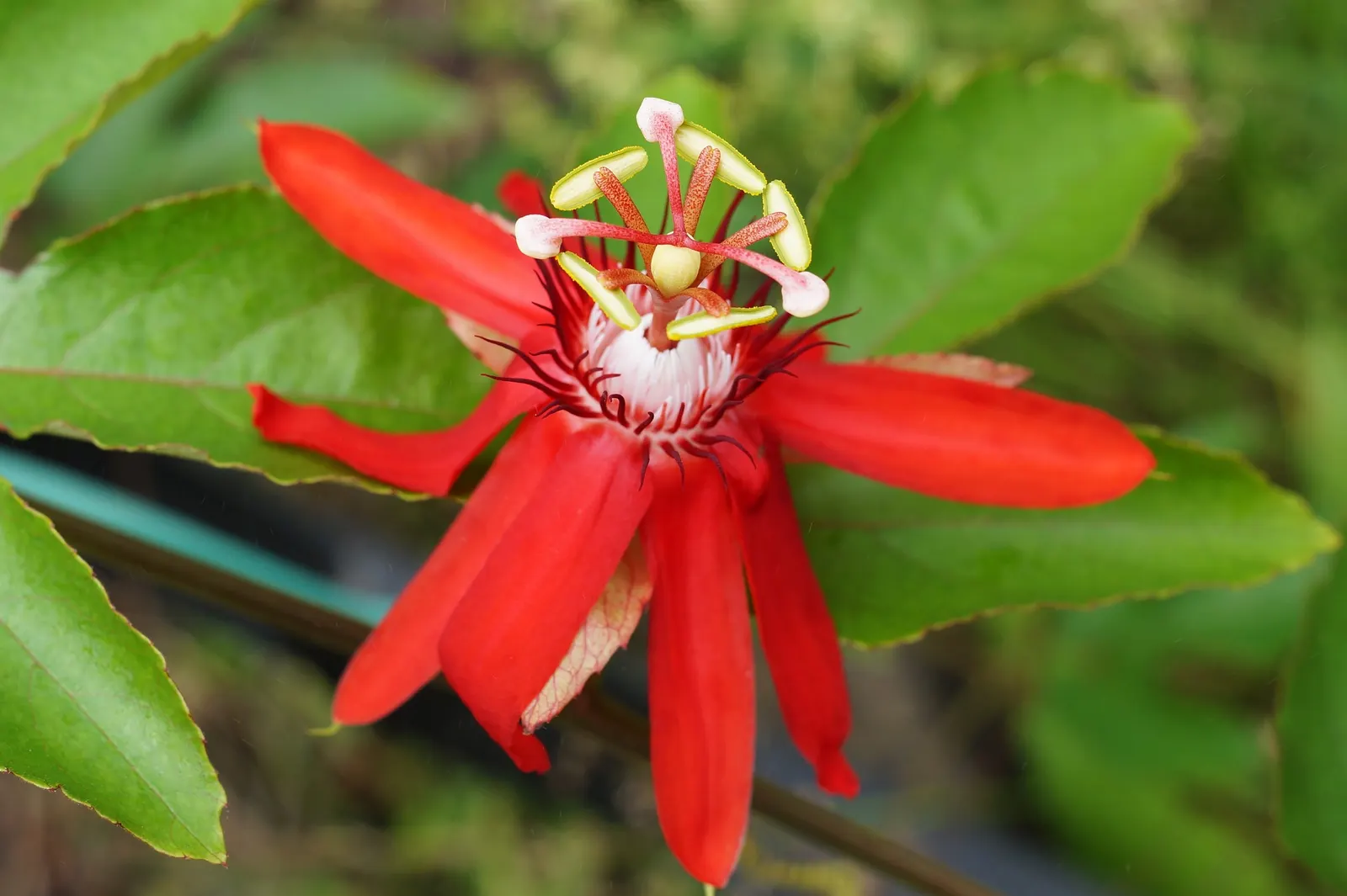 Crimson Passion Flower (Passiflora Vitifolia) — the Crimson Passion Flower thrives in USDA zones 10 through 12; is an exotic and vibrant climbing, image 67