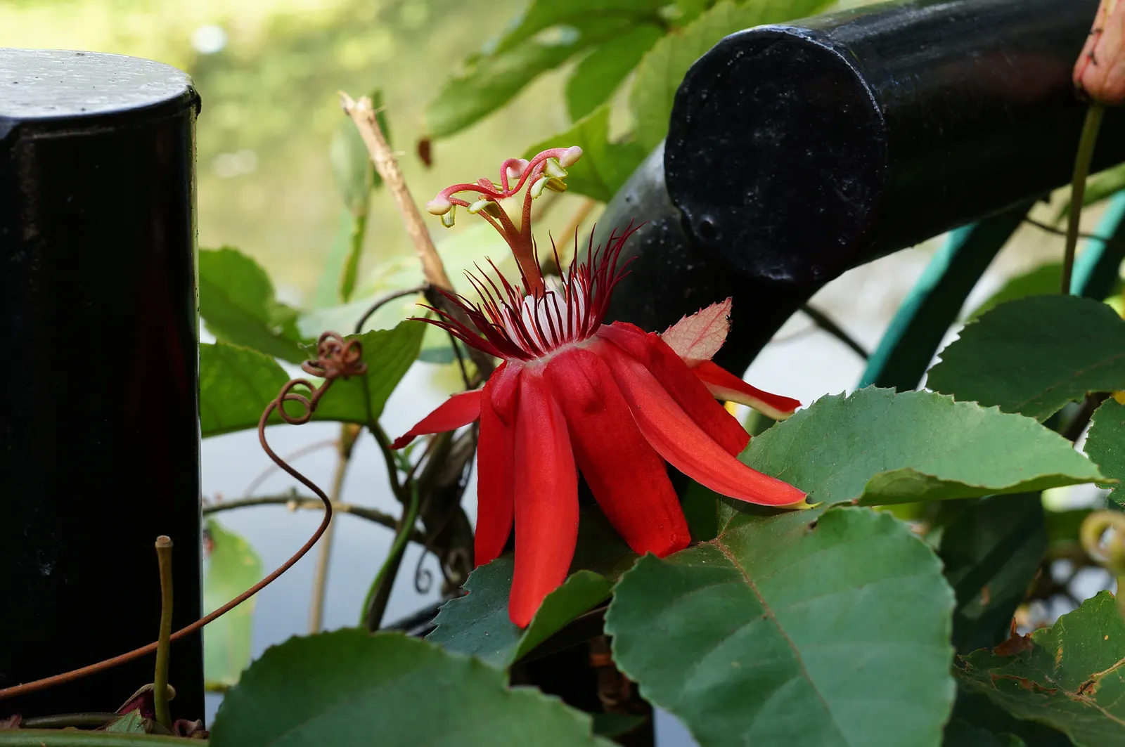 Crimson Passion Flower (Passiflora Vitifolia) — fragrant blooms up to 4 inches wide that attract hummingbirds and butterflies from summer to fall, image 86