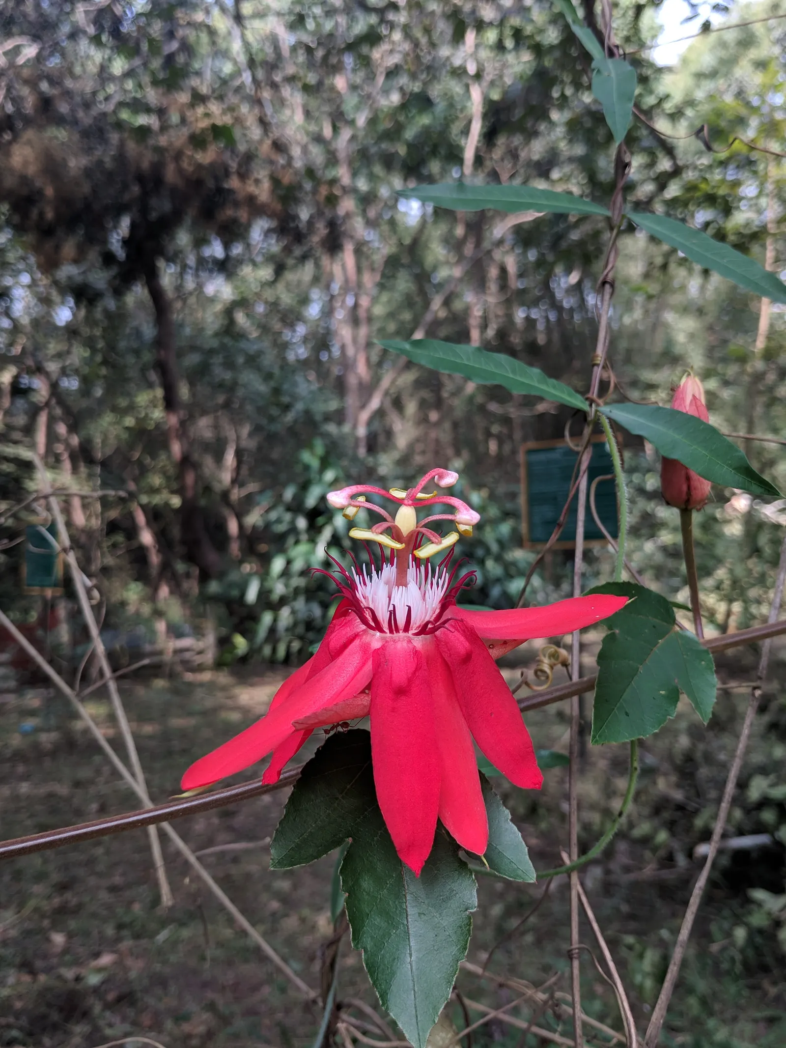 Crimson Passion Flower (Passiflora Vitifolia) — Heart-shaped leaves measuring 3-8 inches provide a lush backdrop; the Crimson Passion Flower is a, image 84