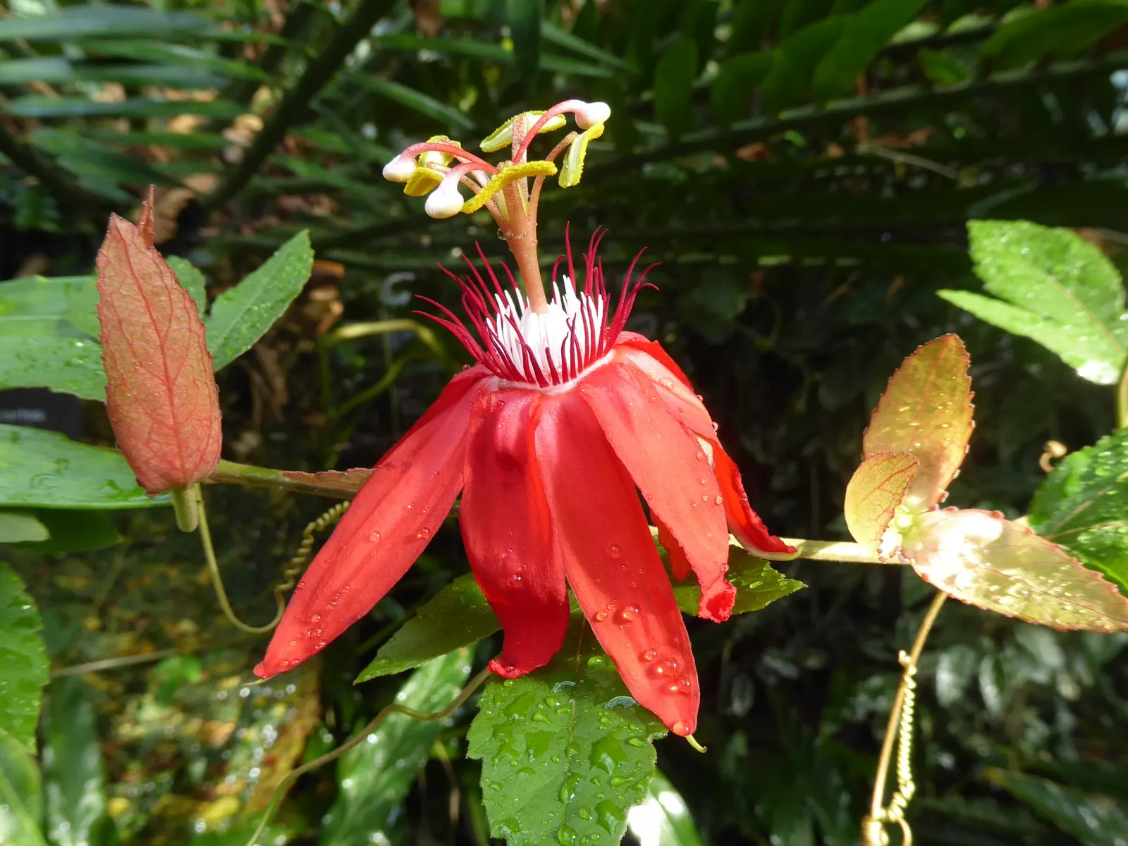 Crimson Passion Flower (Passiflora Vitifolia) — This plant offers breathtaking beauty and a touch of the tropics that will undoubtedly captivate, image 51