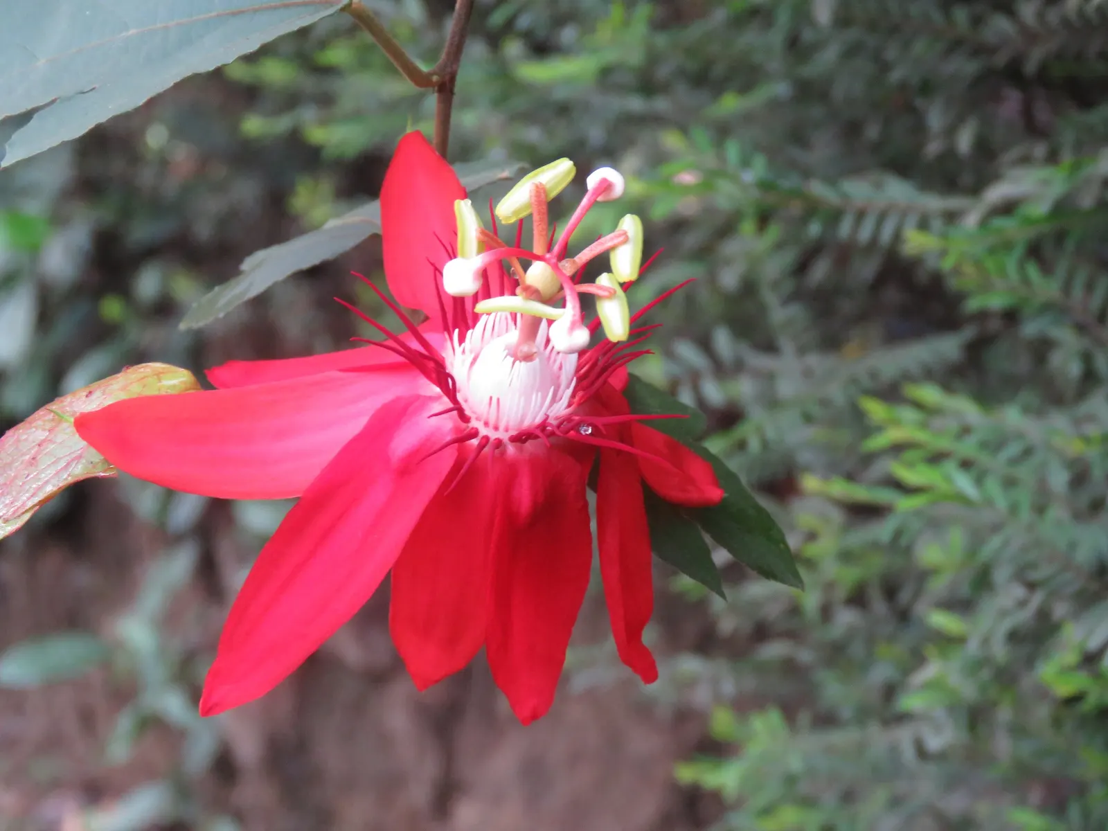 Crimson Passion Flower (Passiflora Vitifolia) — fragrant blooms up to 4 inches wide that attract hummingbirds and butterflies from summer to fall, image 59