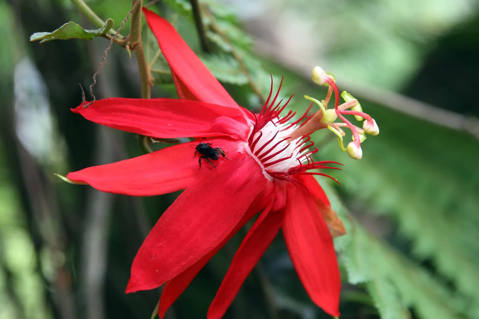 Crimson Passion Flower (Passiflora Vitifolia) — consider its rapid growth and maintenance needs; potentially reaching heights of 15 to 20 feet and spreads of 6