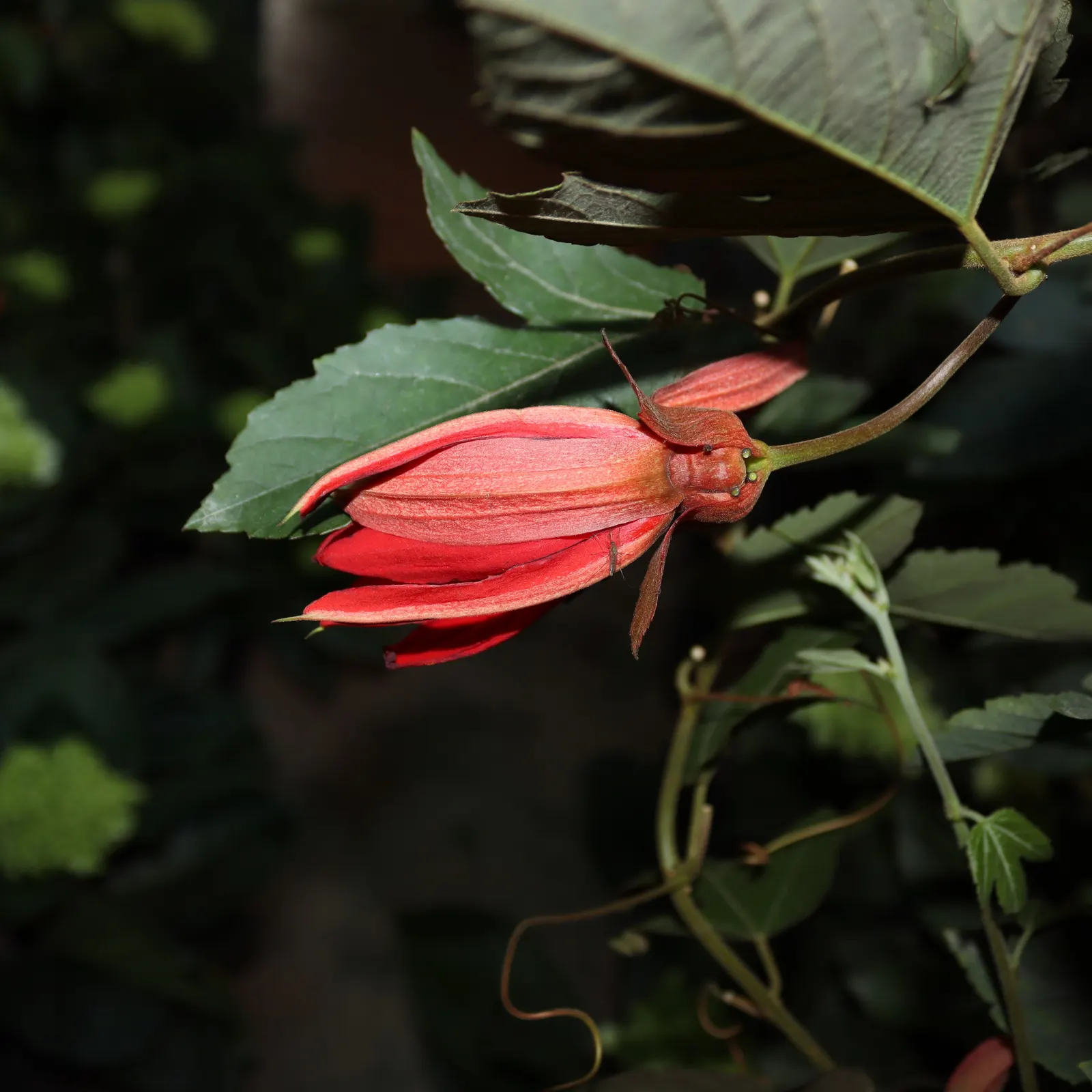 Crimson Passion Flower (Passiflora Vitifolia) — This climbing vine, reaching lengths up to 20 feet, is ideal for trellises or walls, flourishing in, image 29
