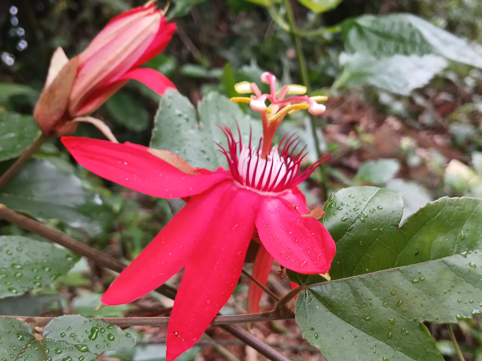 Crimson Passion Flower (Passiflora Vitifolia) — the Crimson Passion Flower is a host plant for various butterfly species