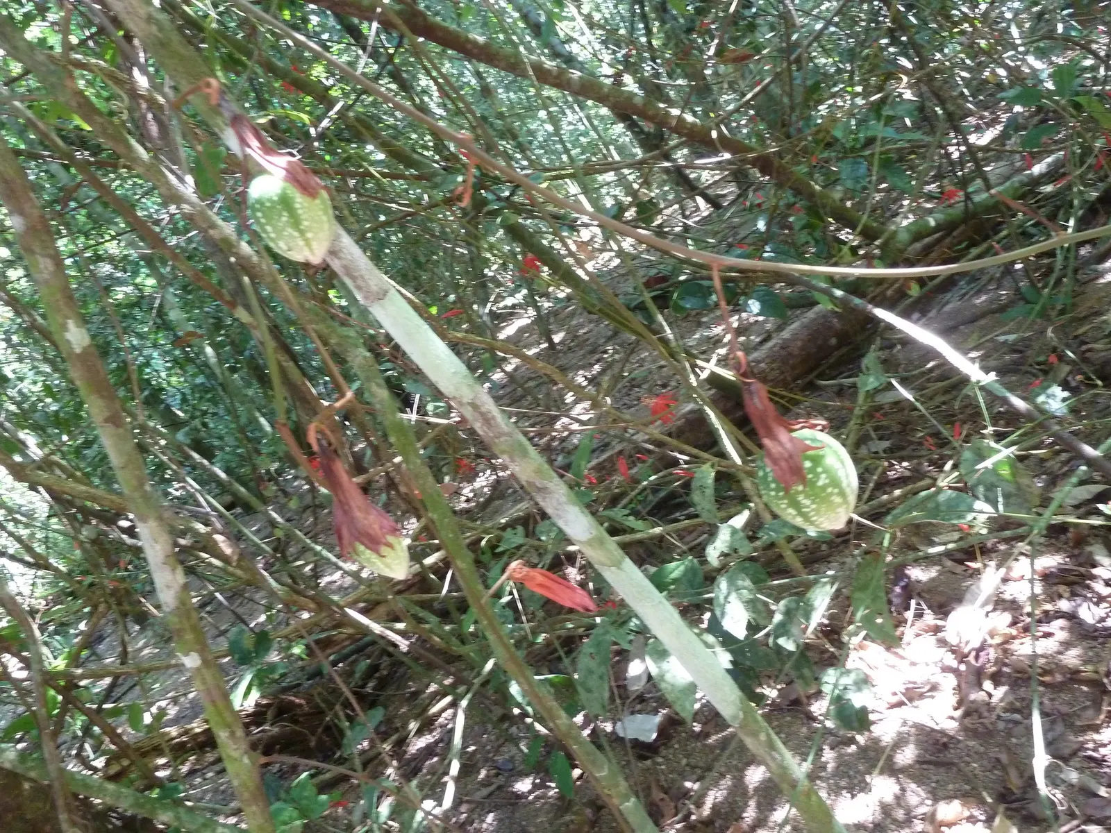 Crimson Passion Flower (Passiflora Vitifolia) — consider its rapid growth and maintenance needs; potentially reaching heights of 15 to 20 feet and, image 103