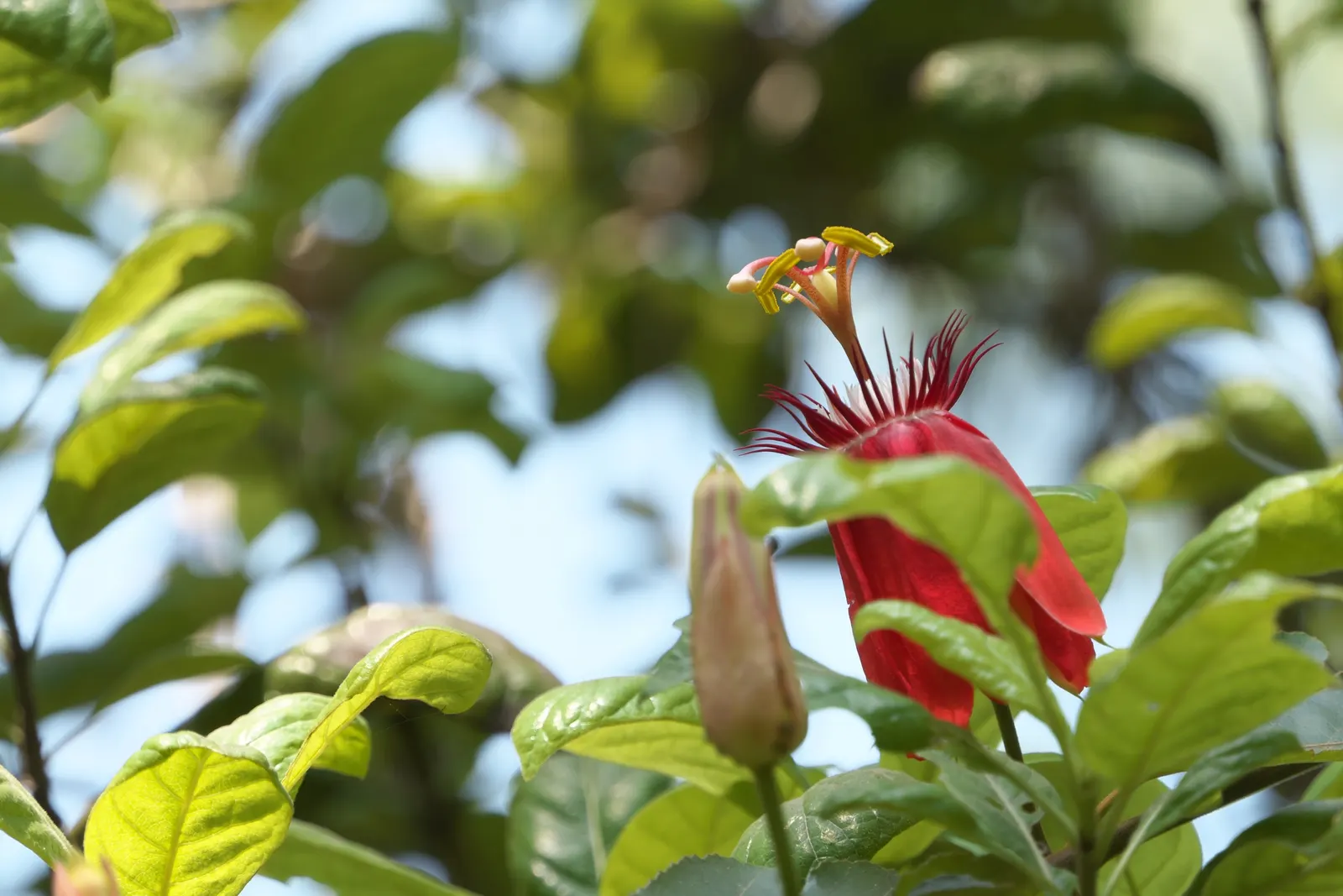 Crimson Passion Flower (Passiflora Vitifolia) — vine with red blooms; well-draining soil is vital to prevent root rot
