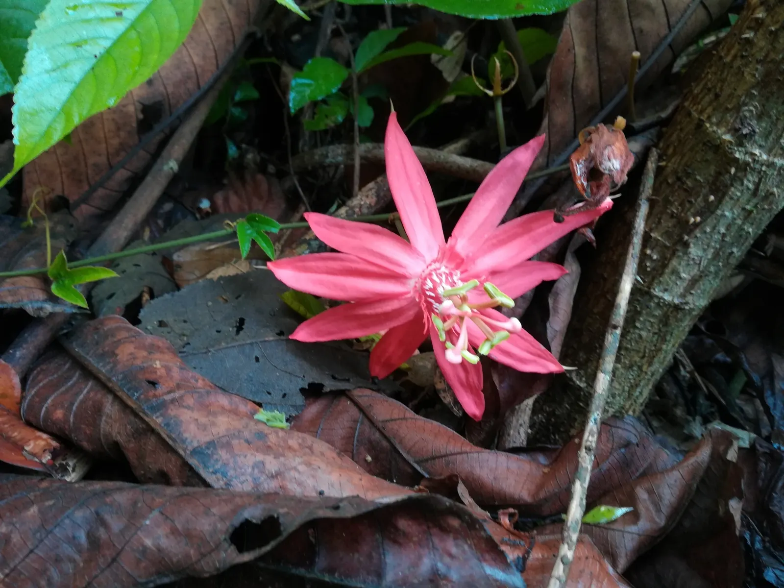 Crimson Passion Flower (Passiflora Vitifolia) — ovate leaves that grow up to 6 inches long; enhancing your garden's ecological diversity, image 65