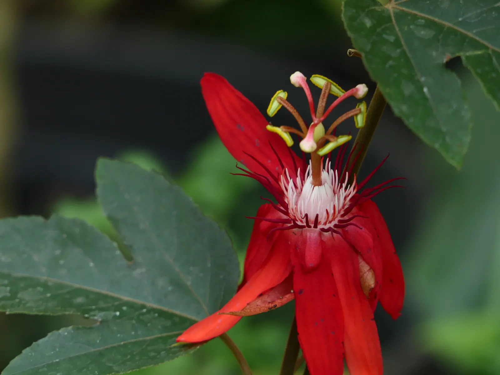 Crimson Passion Flower (Passiflora Vitifolia) — This plant offers breathtaking beauty and a touch of the tropics that will undoubtedly captivate, image 78