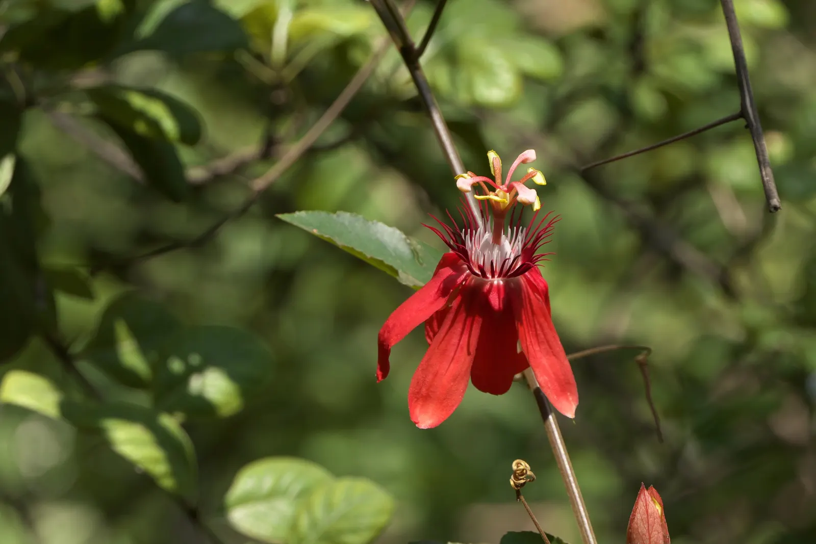 Crimson Passion Flower (Passiflora Vitifolia) — The Crimson Passion Flower, Passiflora vitifolia, graces landscapes with vivid red petals and, image 28