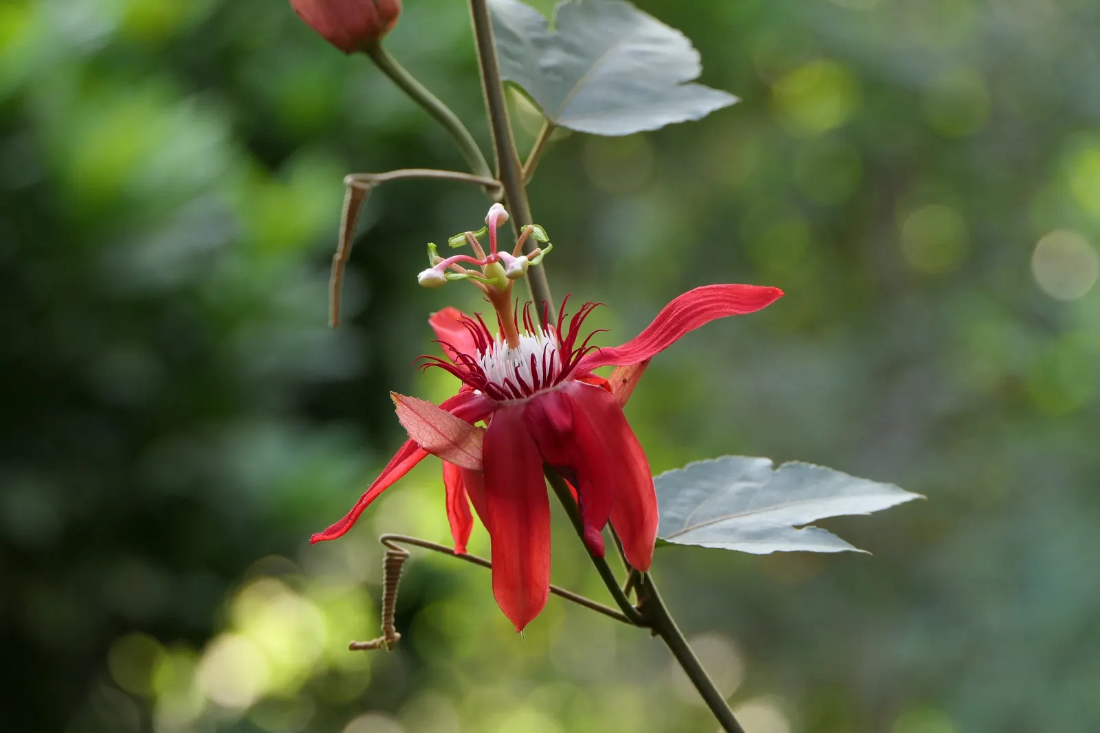 Crimson Passion Flower (Passiflora Vitifolia) — This climbing vine, reaching lengths up to 20 feet, is ideal for trellises or walls, flourishing in, image 56
