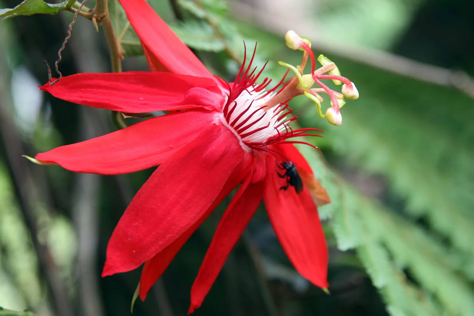 Crimson Passion Flower (Passiflora Vitifolia) — It thrives in USDA zones 10-11; red flowers in the garden